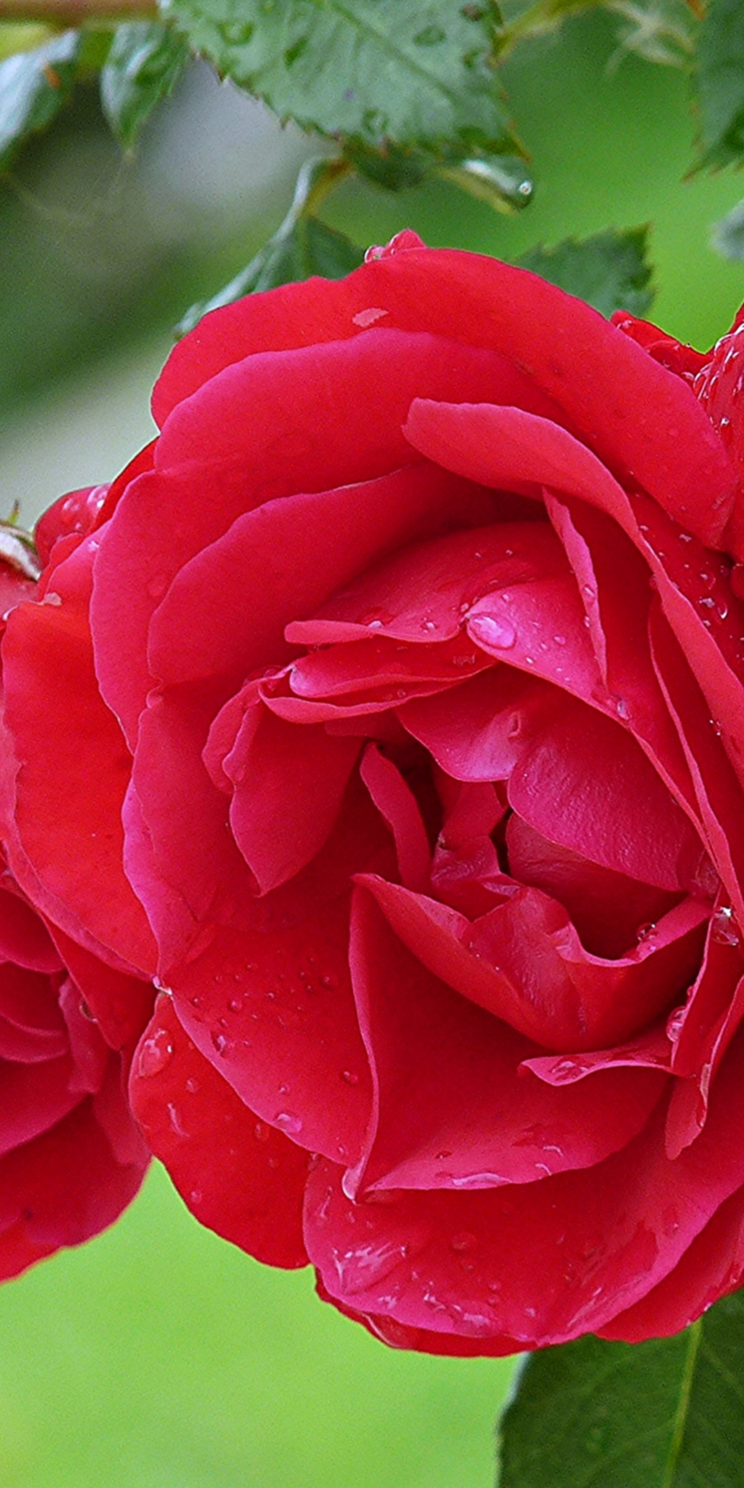Download mobile wallpaper Nature, Flowers, Flower, Rose, Earth, Spring, Red Rose, Red Flower for free.