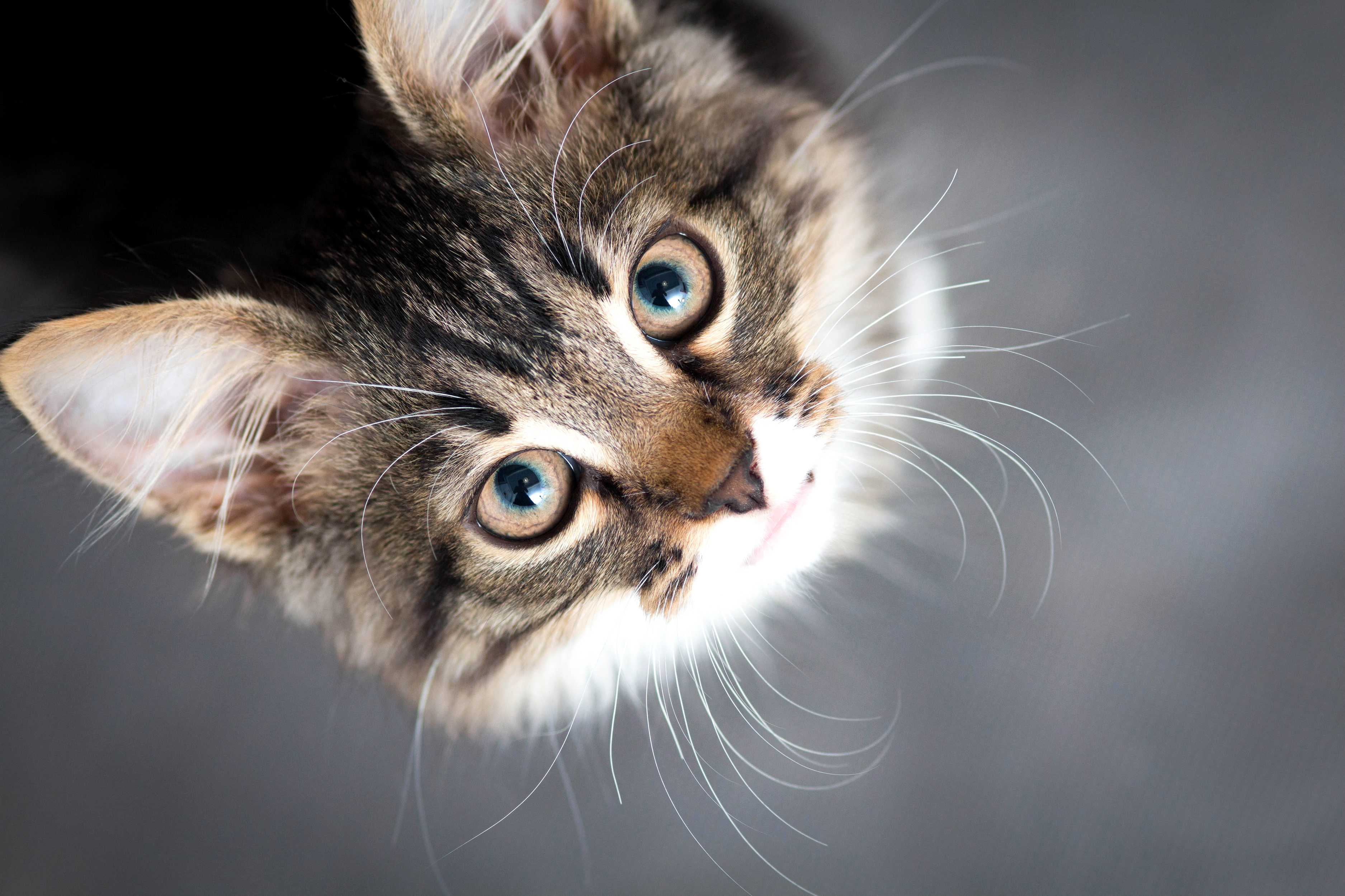 450176 Protetores de tela e papéis de parede Gatos em seu telefone. Baixe  fotos gratuitamente