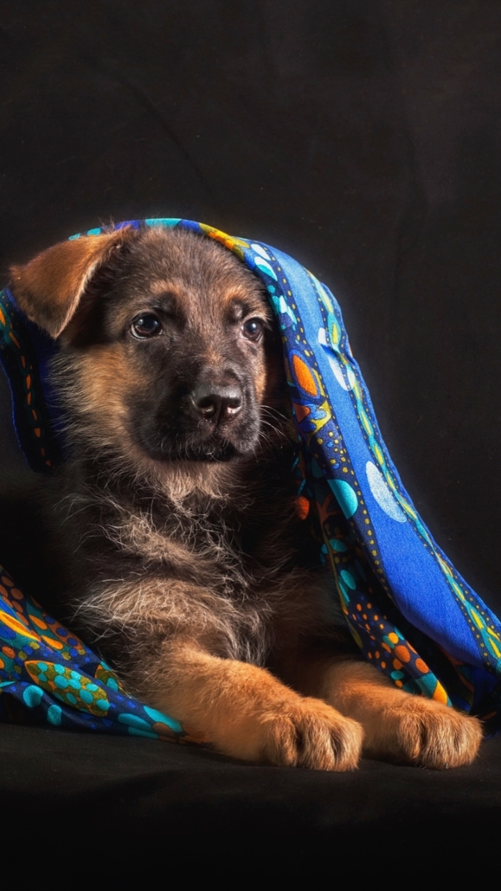 Download mobile wallpaper Dogs, Dog, Animal, Puppy, German Shepherd, Blanket, Baby Animal for free.