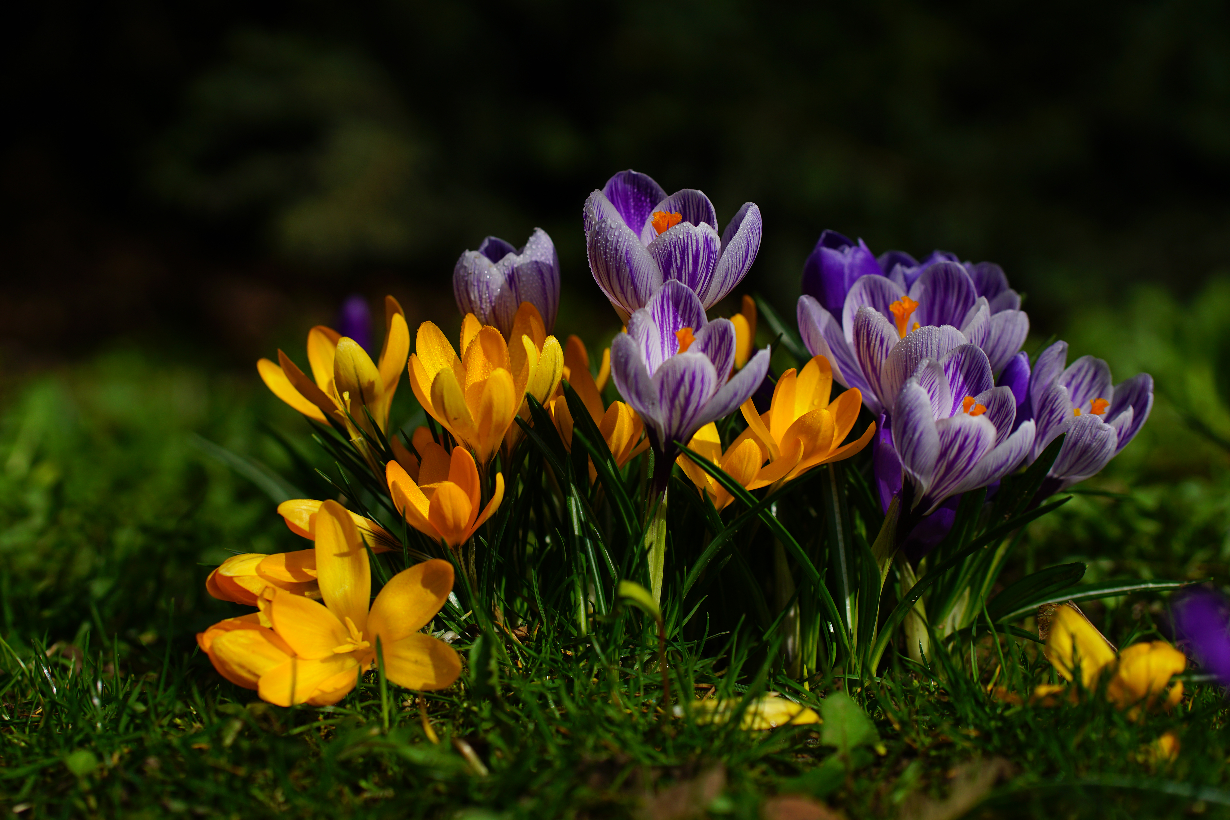 Скачати мобільні шпалери Природа, Квітка, Земля, Весна, Крокус, Жовта Квітка, Фіолетова Квітка, Флауерзи безкоштовно.