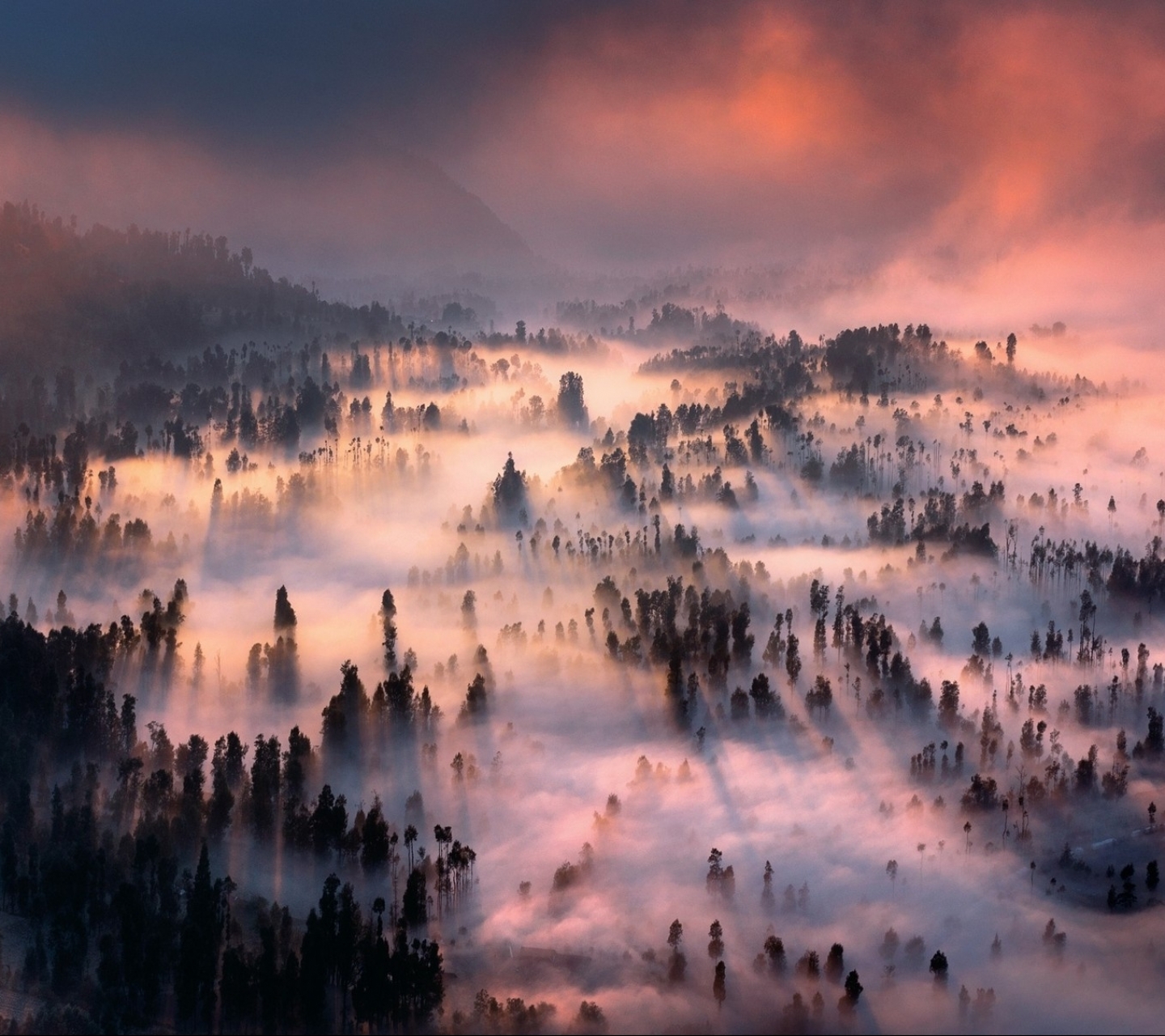 Descarga gratuita de fondo de pantalla para móvil de Paisaje, Naturaleza, Bosque, Niebla, Tierra/naturaleza.