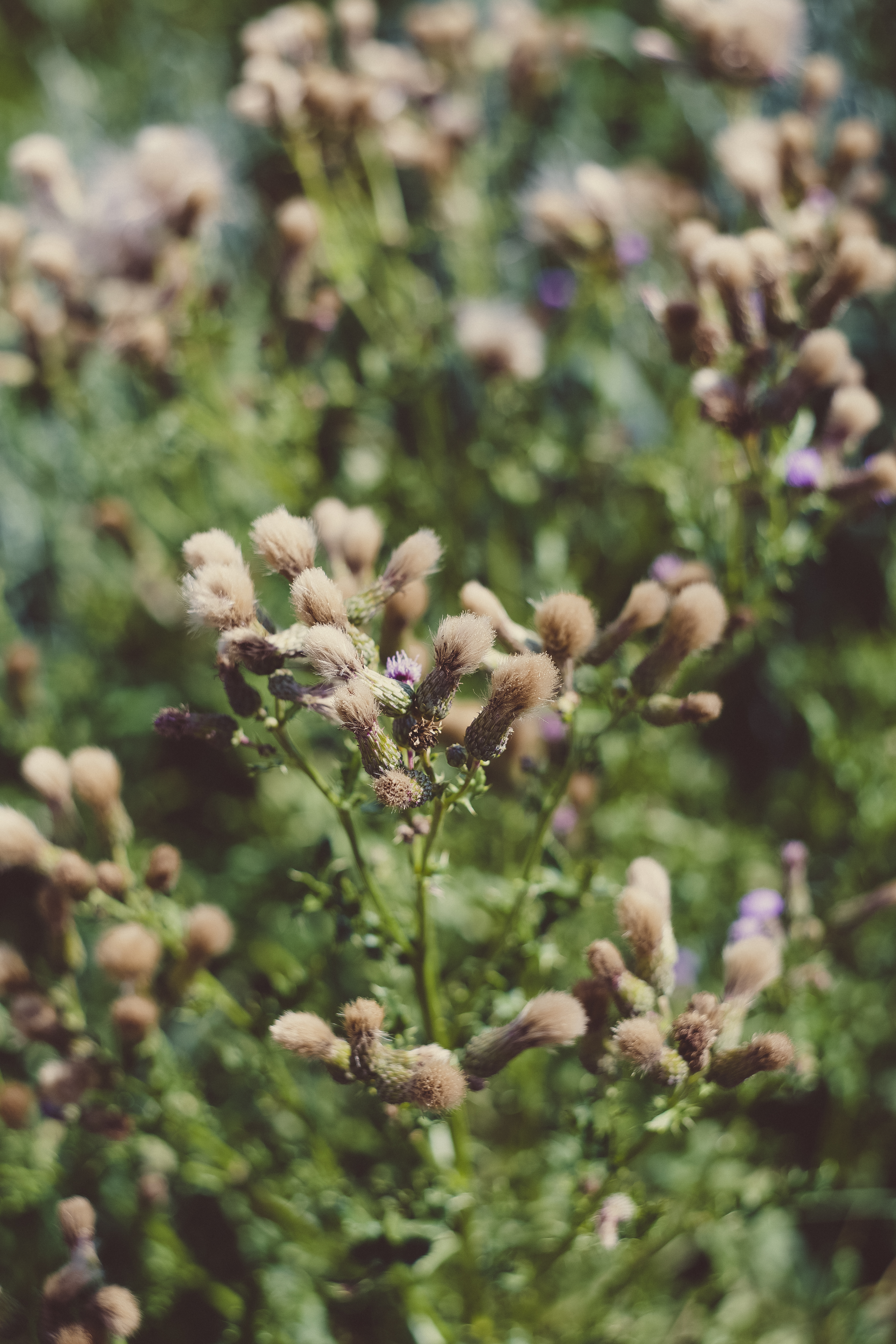 Download mobile wallpaper Macro, Fluffy, Flowers, Smooth, Plant, Blur for free.