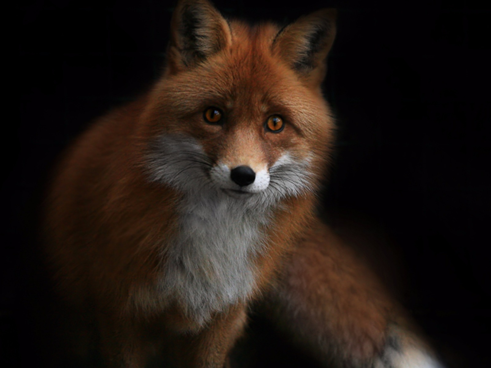 red fox, animal, fox