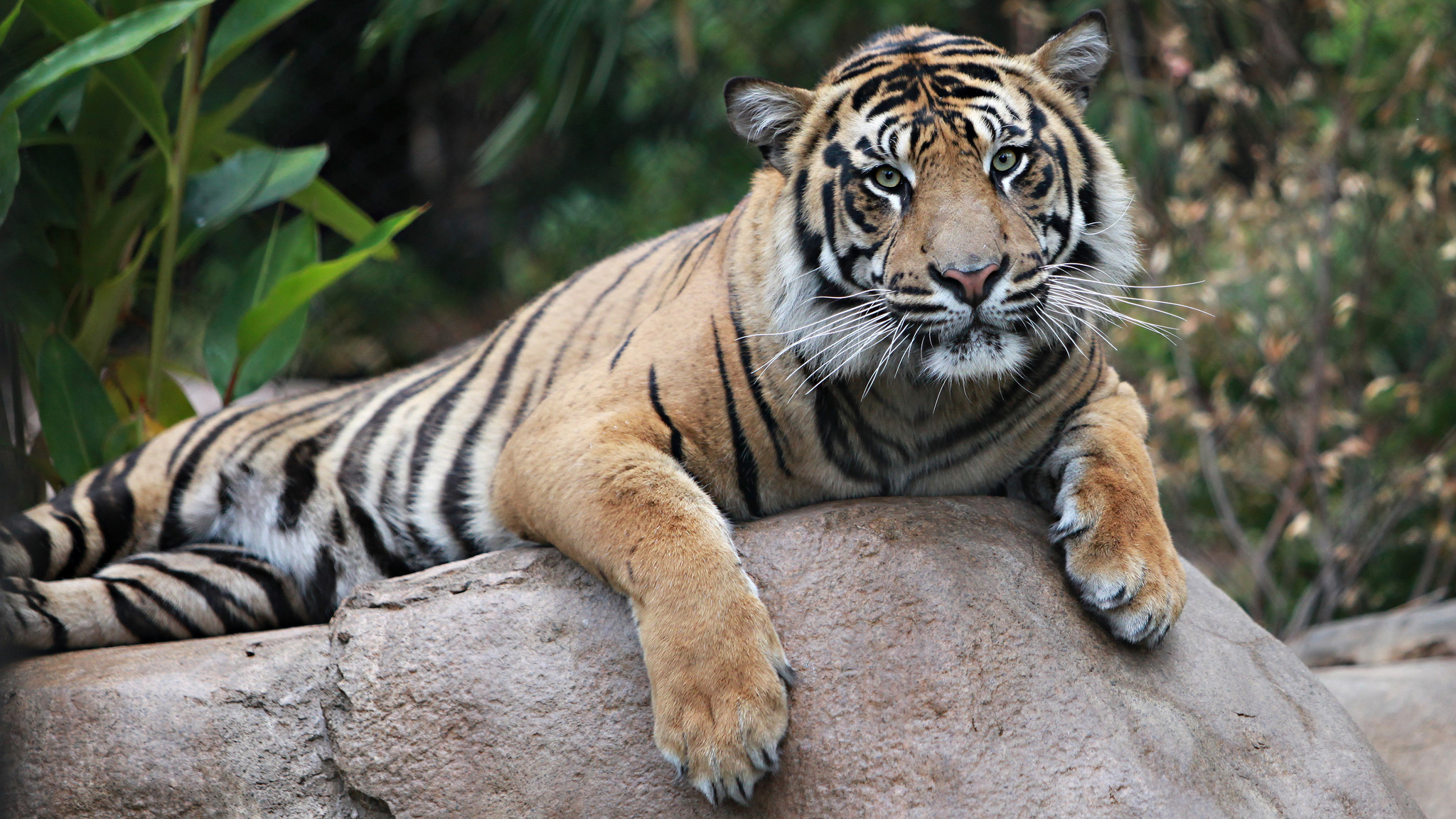 Descarga gratuita de fondo de pantalla para móvil de Gatos, Animales, Tigre.