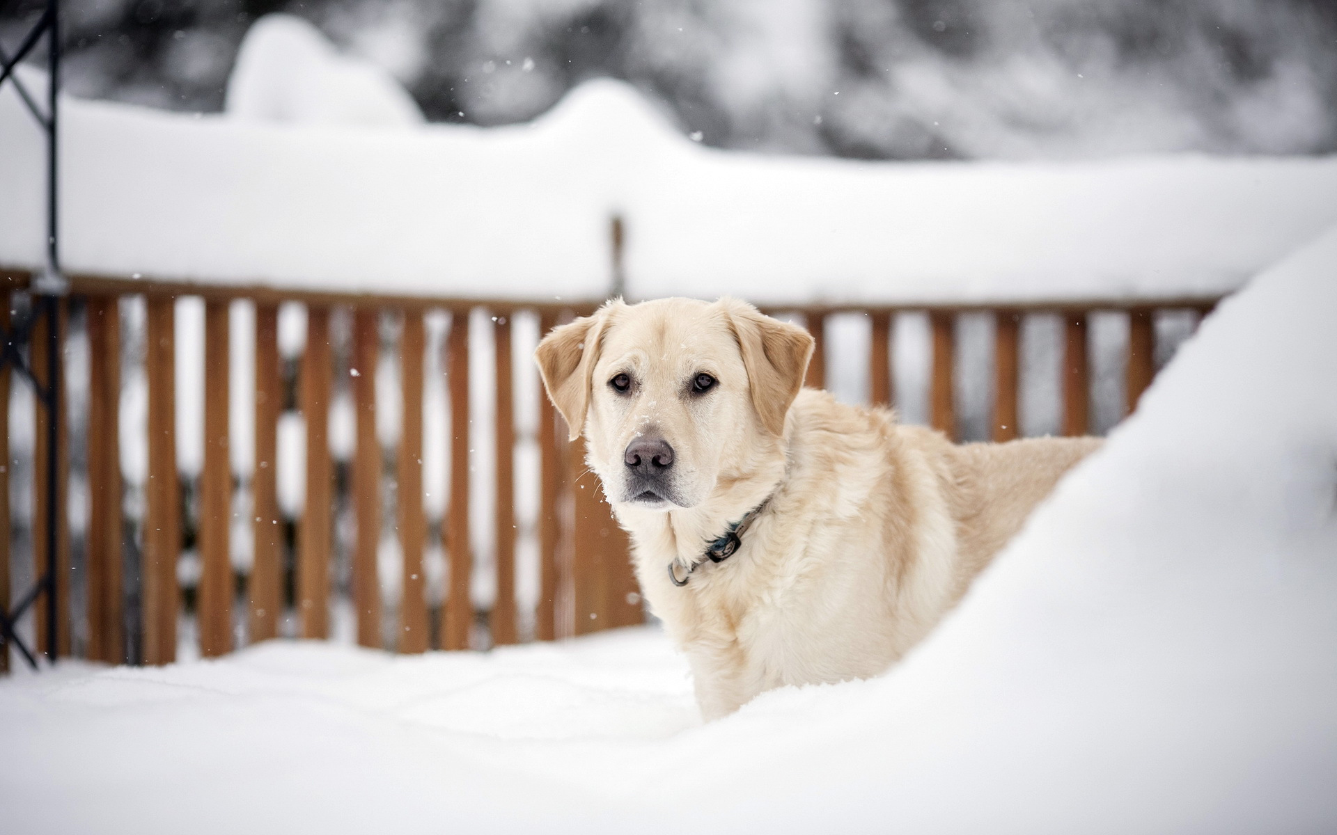 Handy-Wallpaper Golden Retriever, Hunde, Hund, Tiere kostenlos herunterladen.