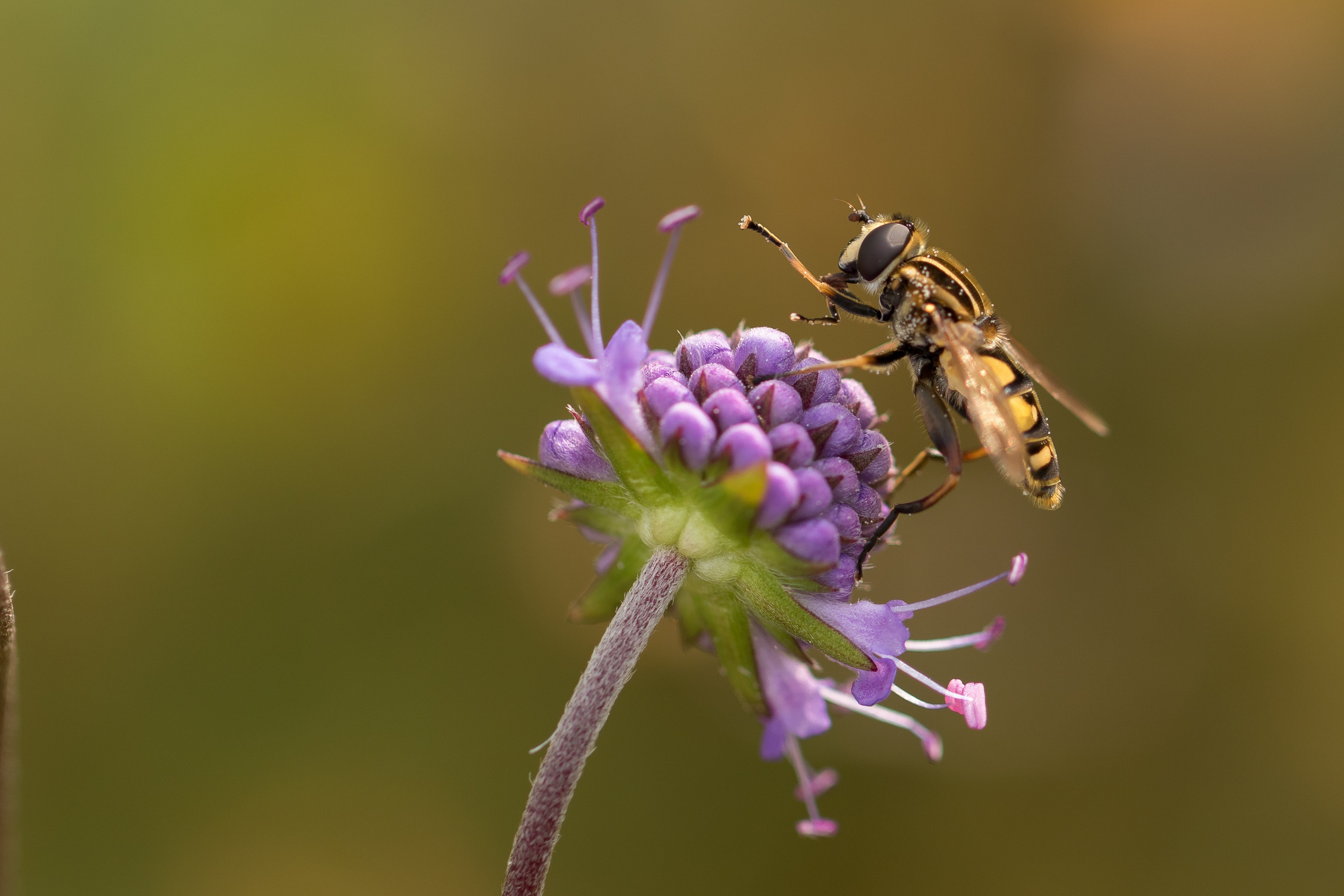 Download mobile wallpaper Flower, Blur, Insect, Animal, Purple Flower, Hoverfly for free.