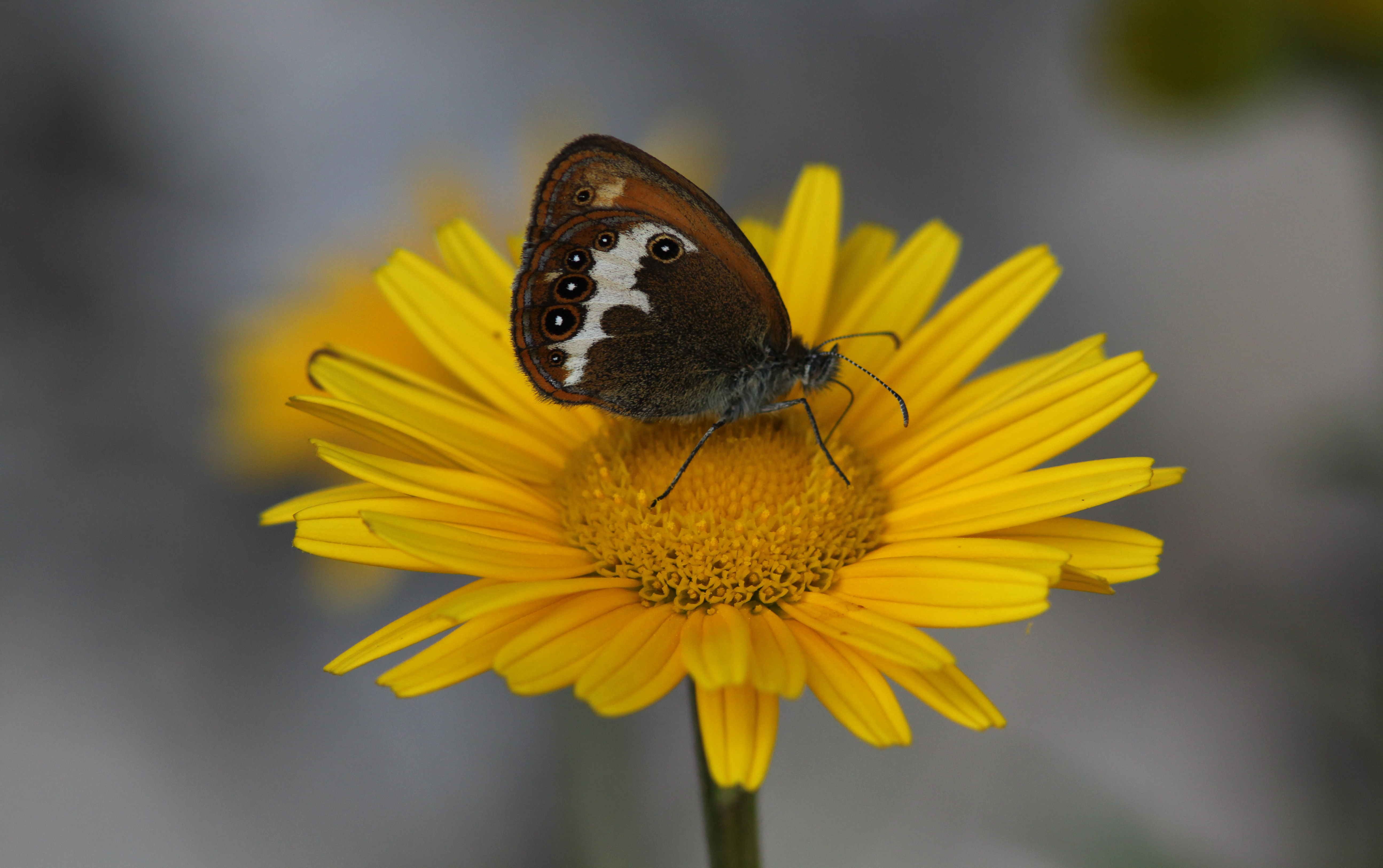 Free download wallpaper Butterfly, Animal on your PC desktop