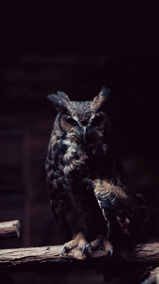 Download mobile wallpaper Birds, Owl, Animal for free.