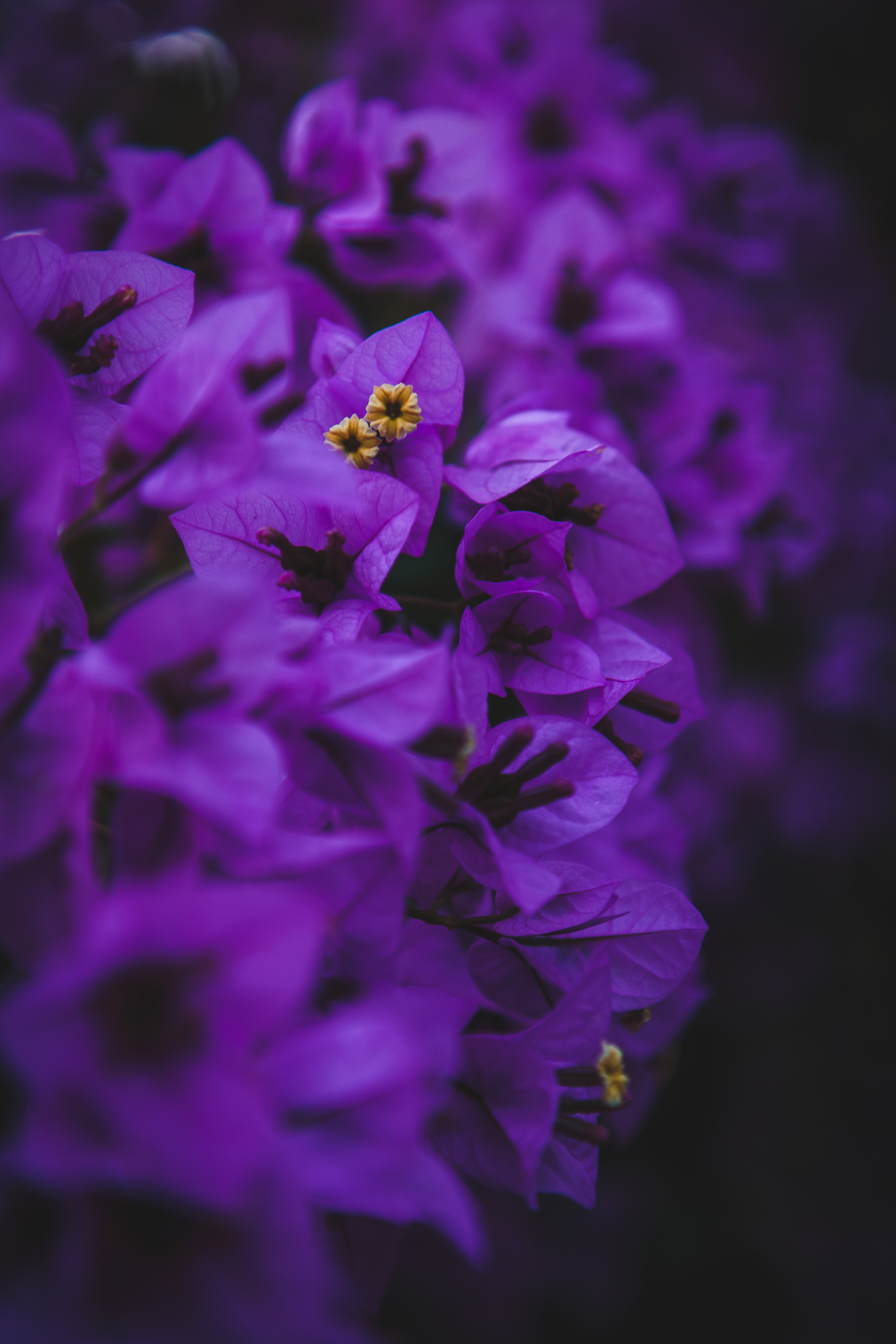 110026 descargar fondo de pantalla flores, violeta, macro, púrpura, geranio, inflorescencias, inflorescencia: protectores de pantalla e imágenes gratis