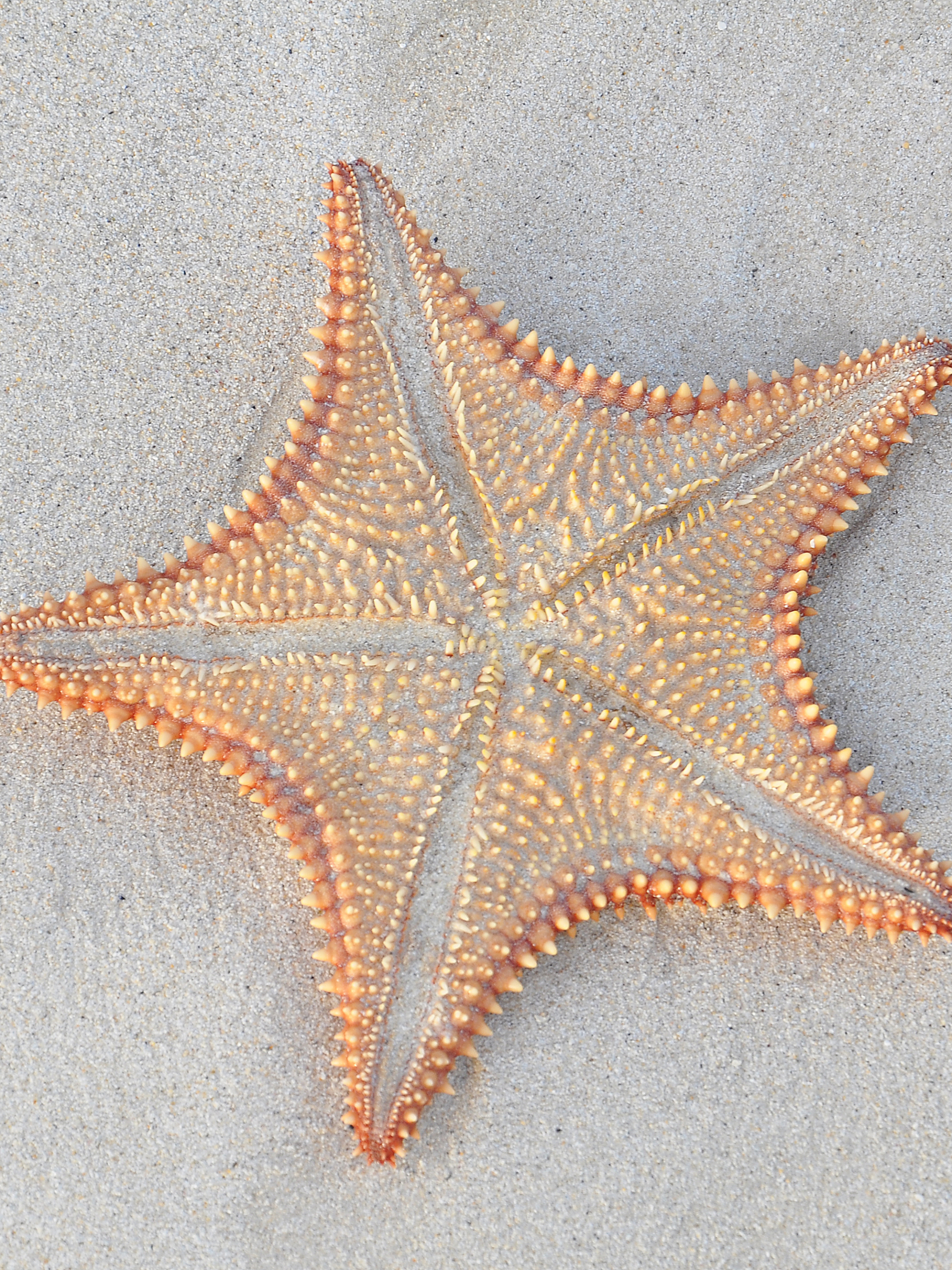 Download mobile wallpaper Starfish, Close Up, Animal for free.