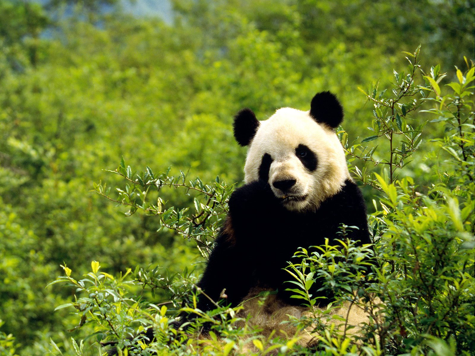 16334 baixar papel de parede animais, bears, pandas, verde - protetores de tela e imagens gratuitamente