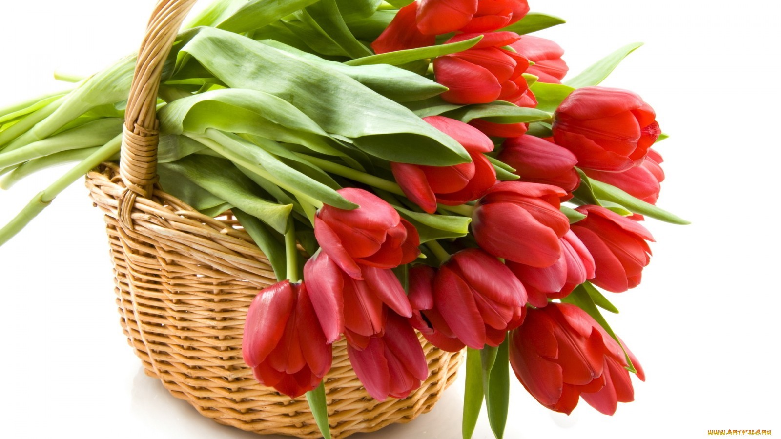 Скачать обои бесплатно Цветы, Растения, Тюльпаны картинка на рабочий стол ПК