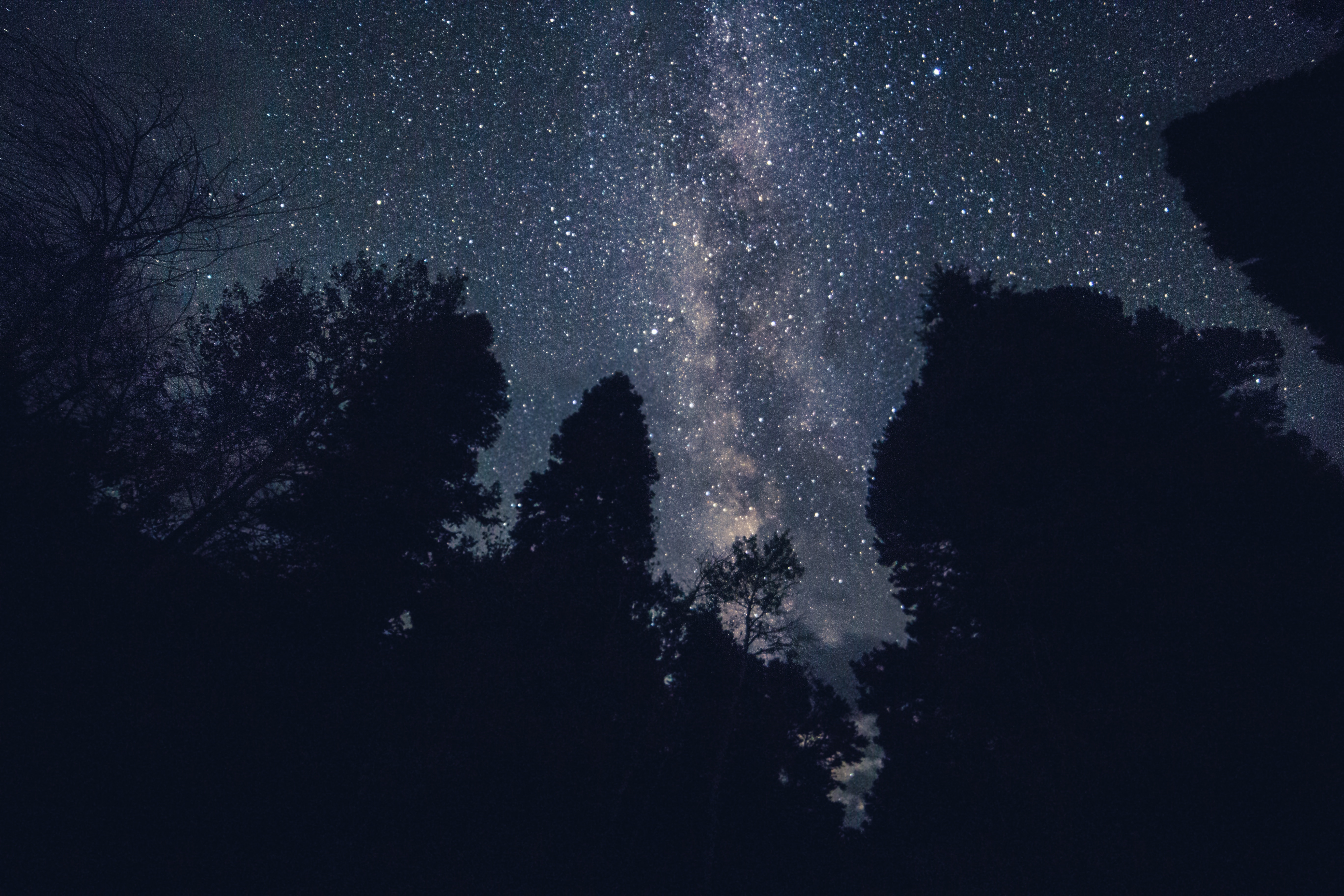 Скачать картинку Деревья, Природа, Ночь, Звезды, Звездное Небо в телефон бесплатно.