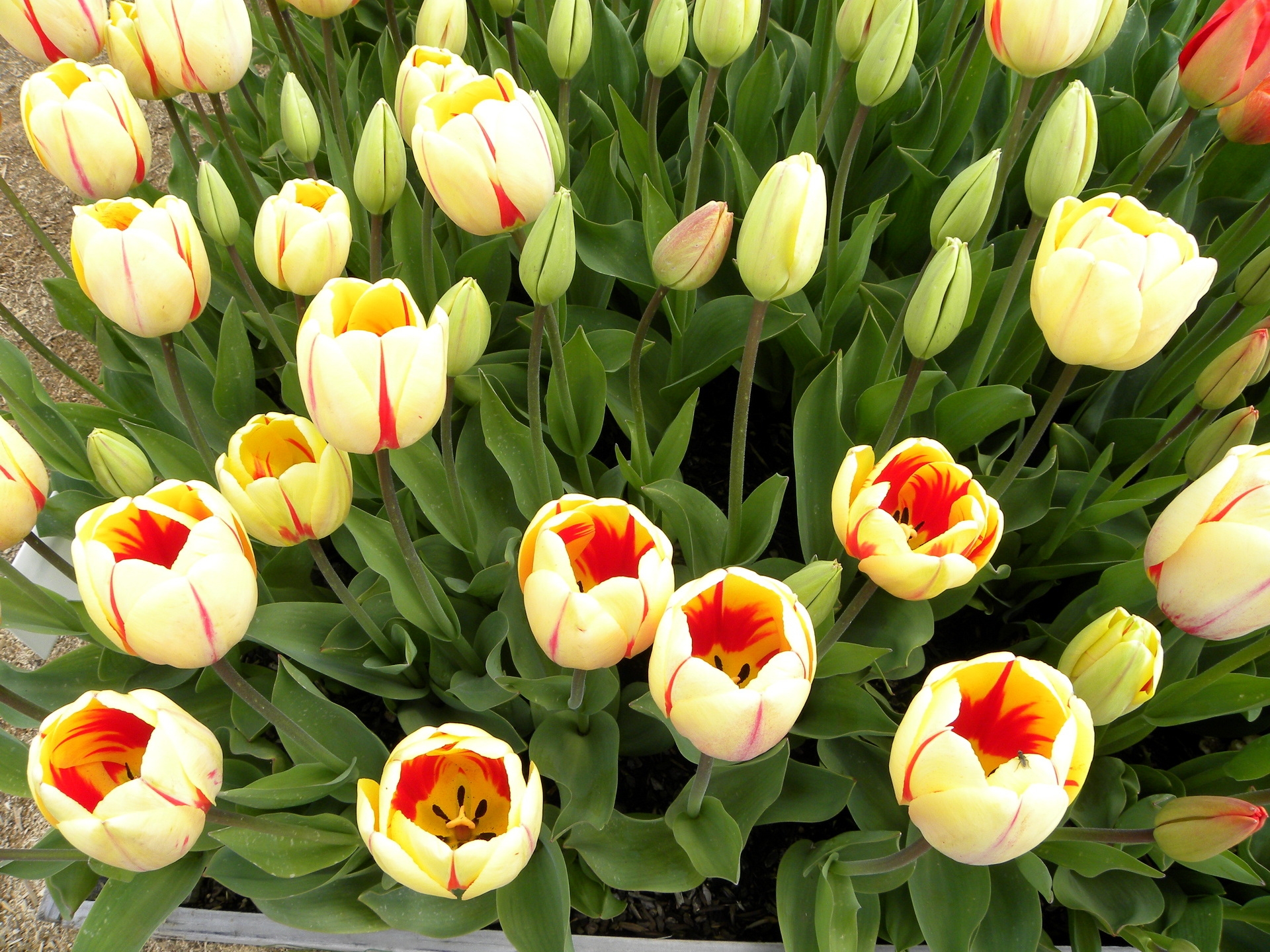 tulips, seedling, greens, flowers, buds, seedlings