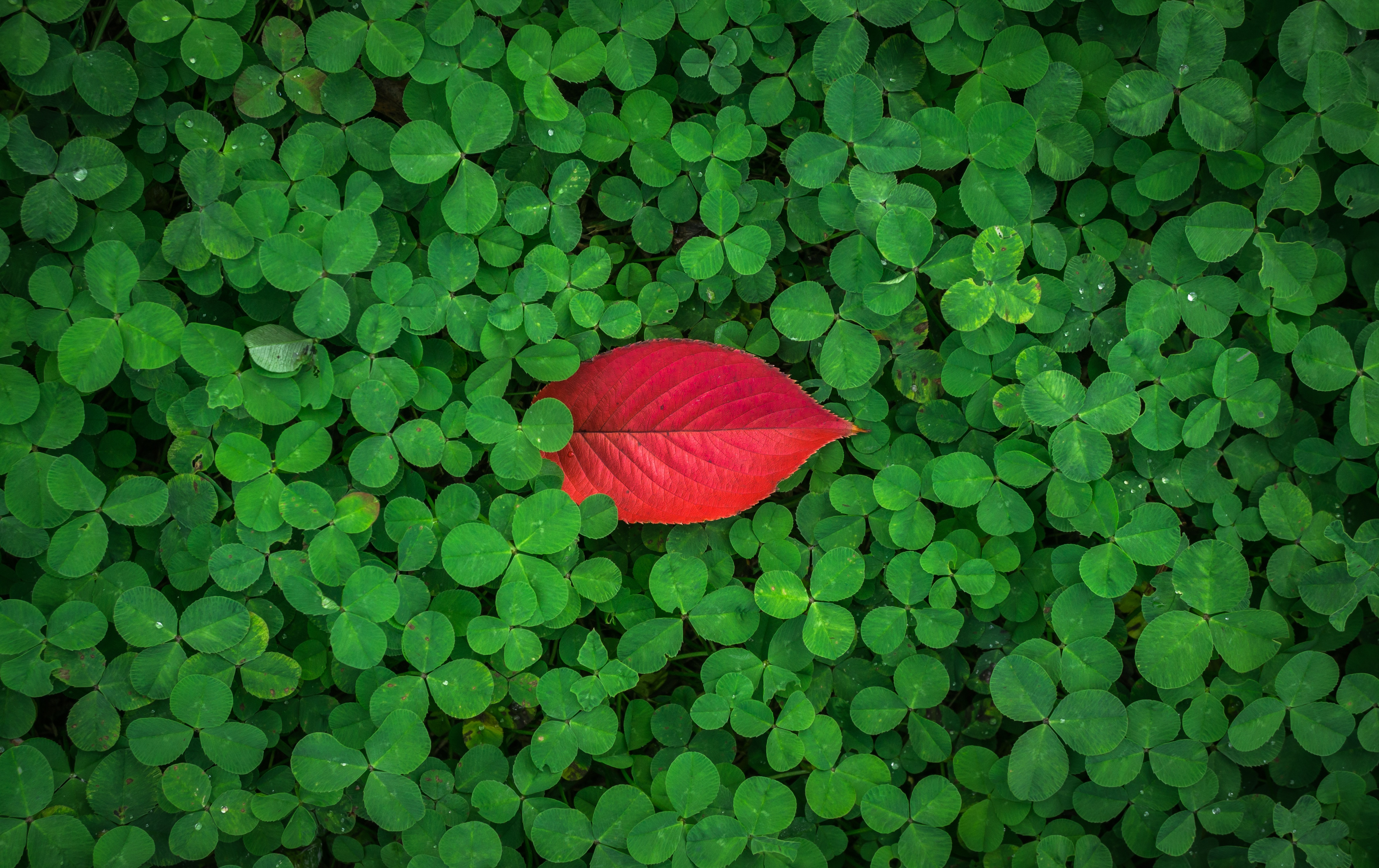 leaves, plant, clover, green, red, macro UHD
