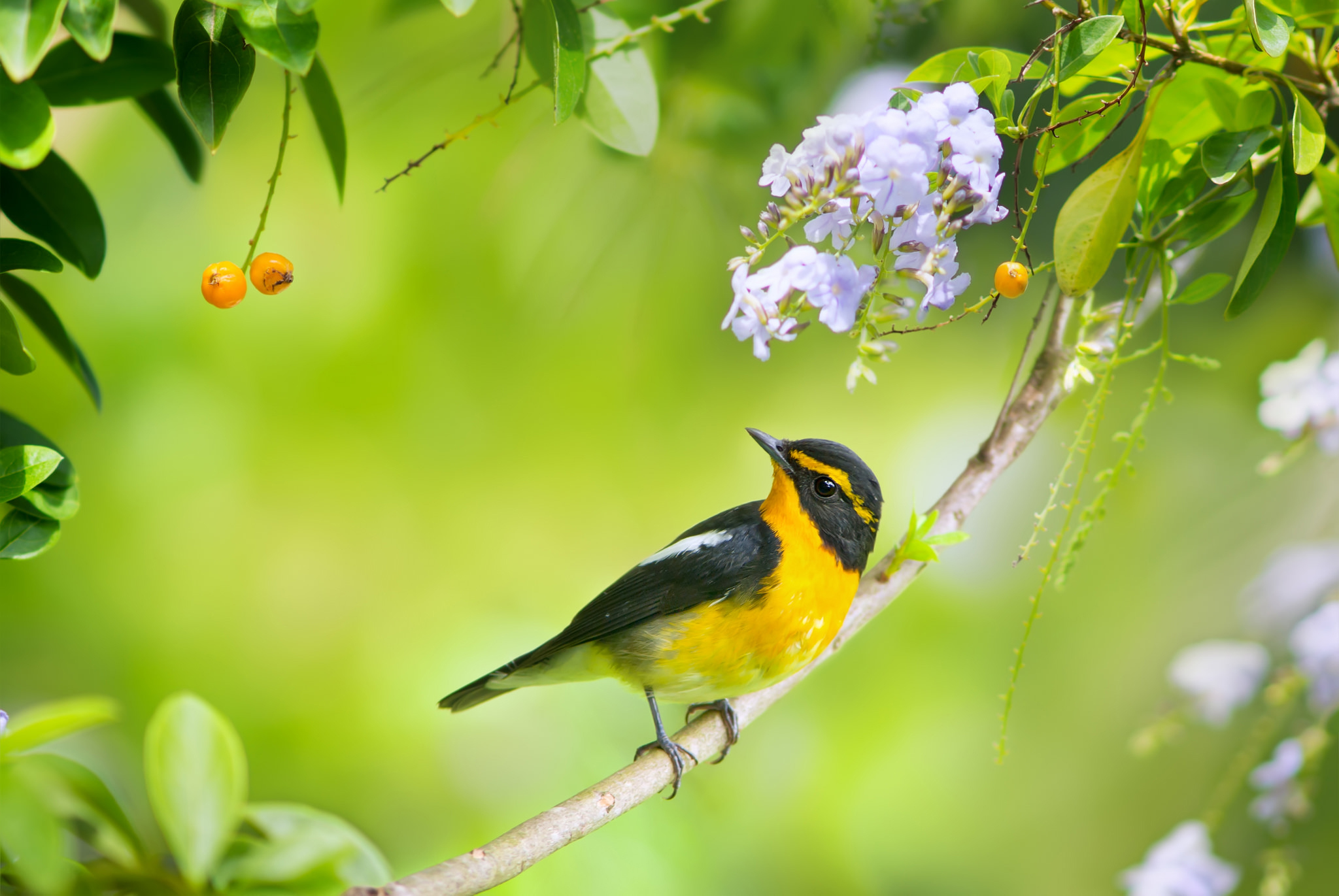 PCデスクトップに動物, 自然, 鳥, 花, ブランチ画像を無料でダウンロード