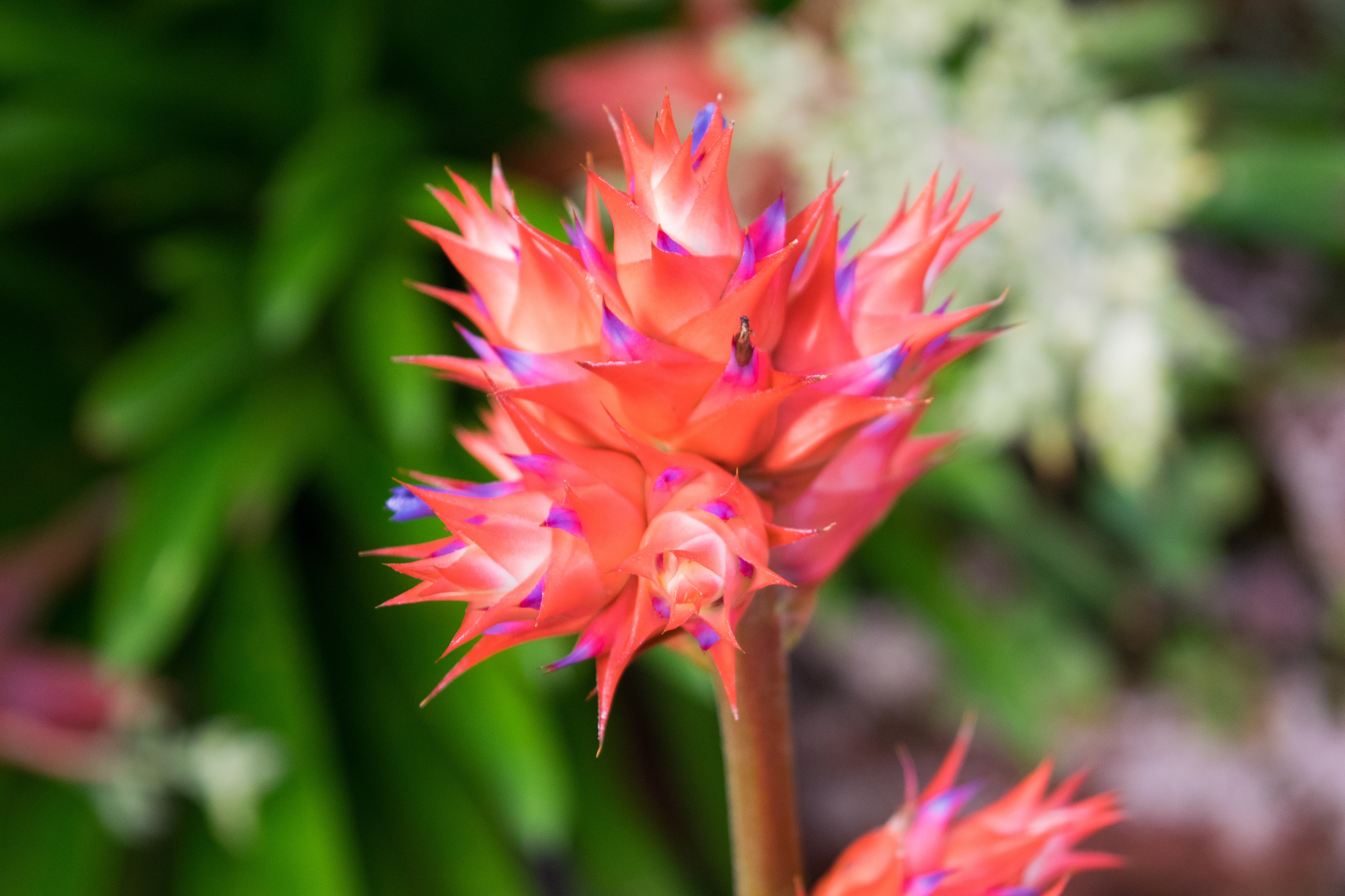 Descarga gratuita de fondo de pantalla para móvil de Flores, Flor, Tierra/naturaleza.