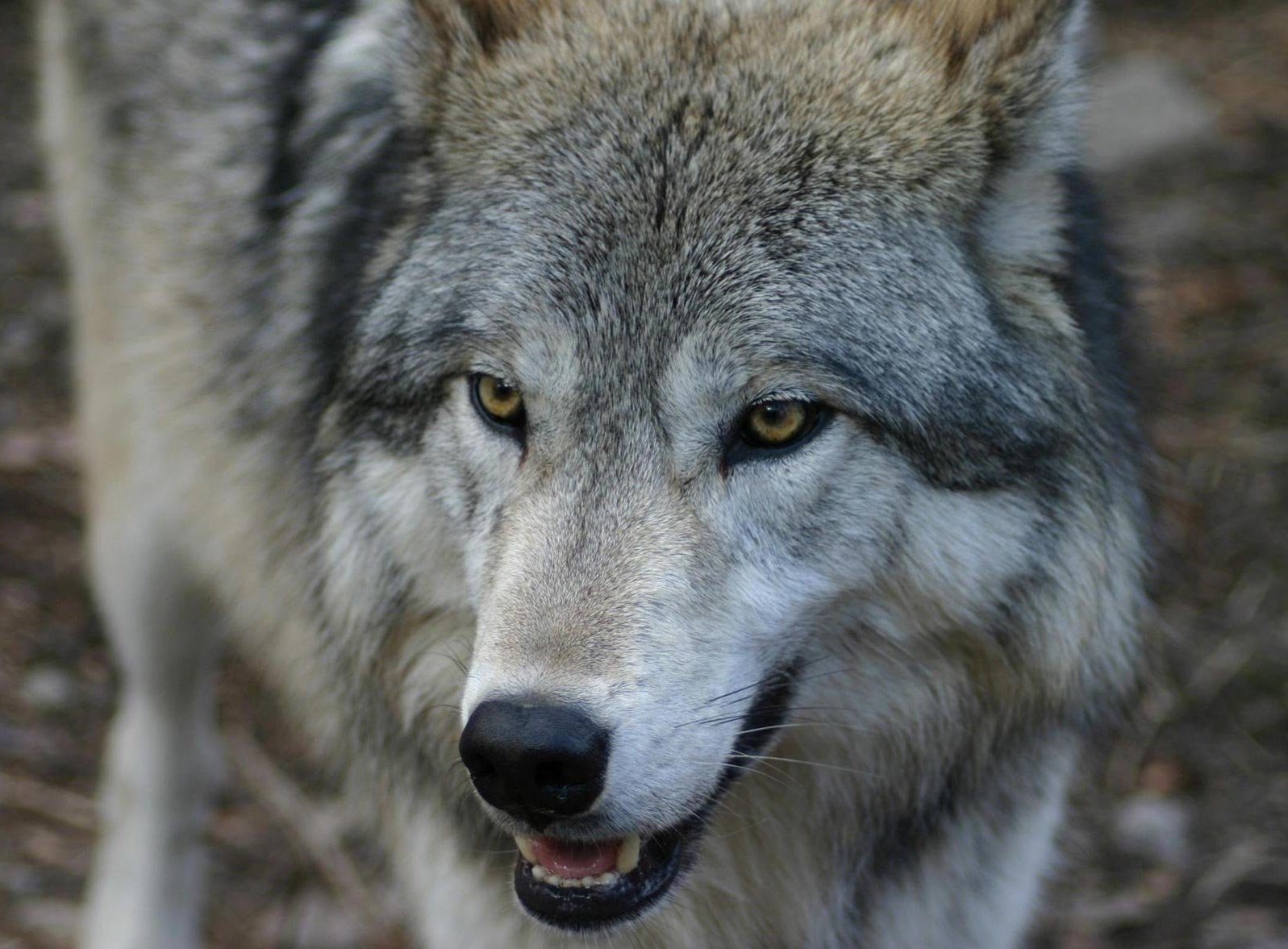 103371 скачать обои волк, хищник, животные, морда, взгляд - заставки и картинки бесплатно