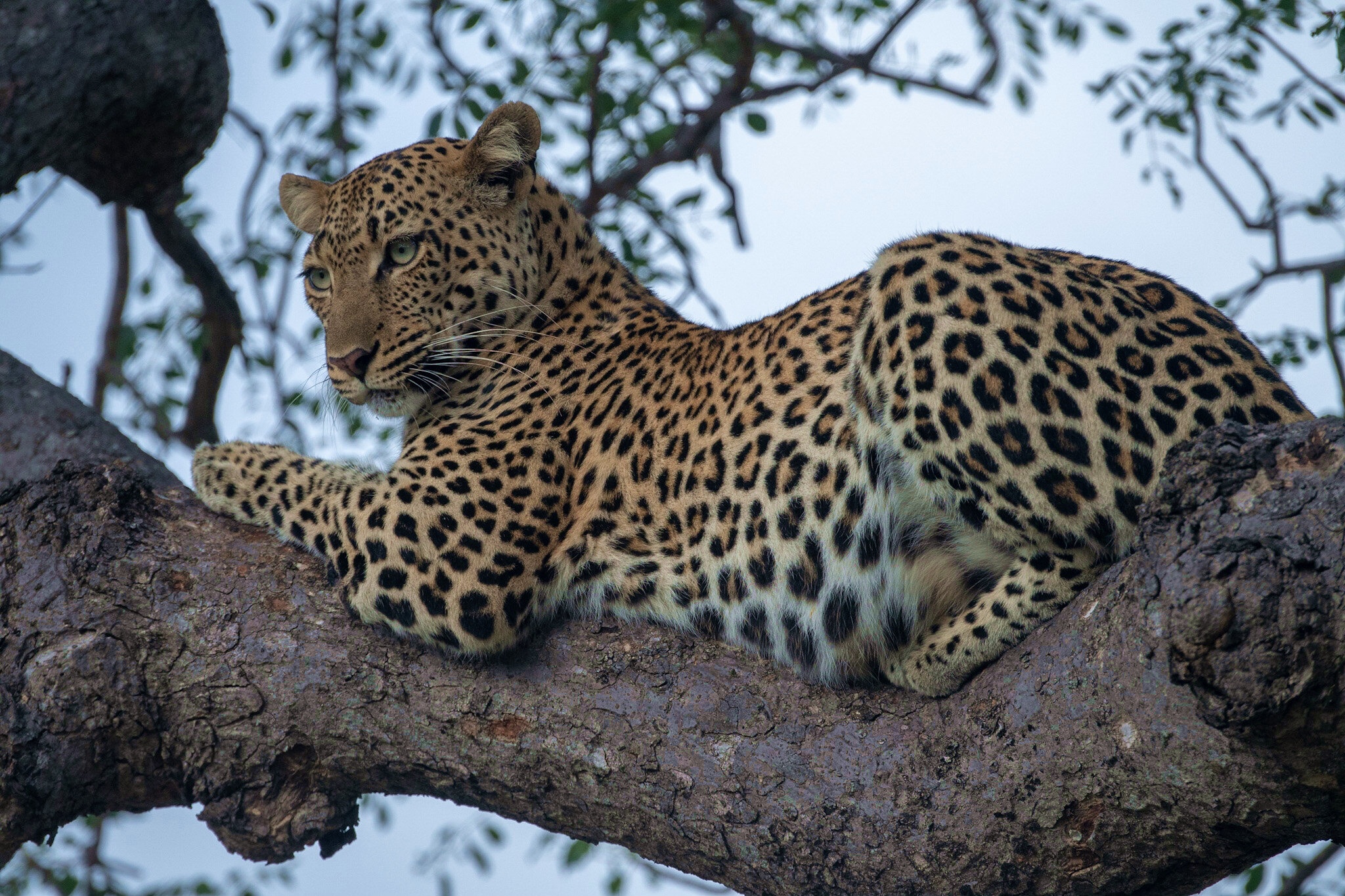 Descarga gratuita de fondo de pantalla para móvil de Leopardo, Gatos, Animales.