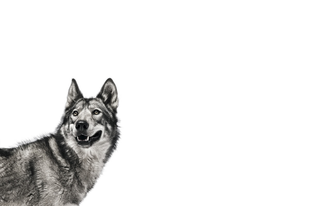 Descarga gratuita de fondo de pantalla para móvil de Animales, Lobo.