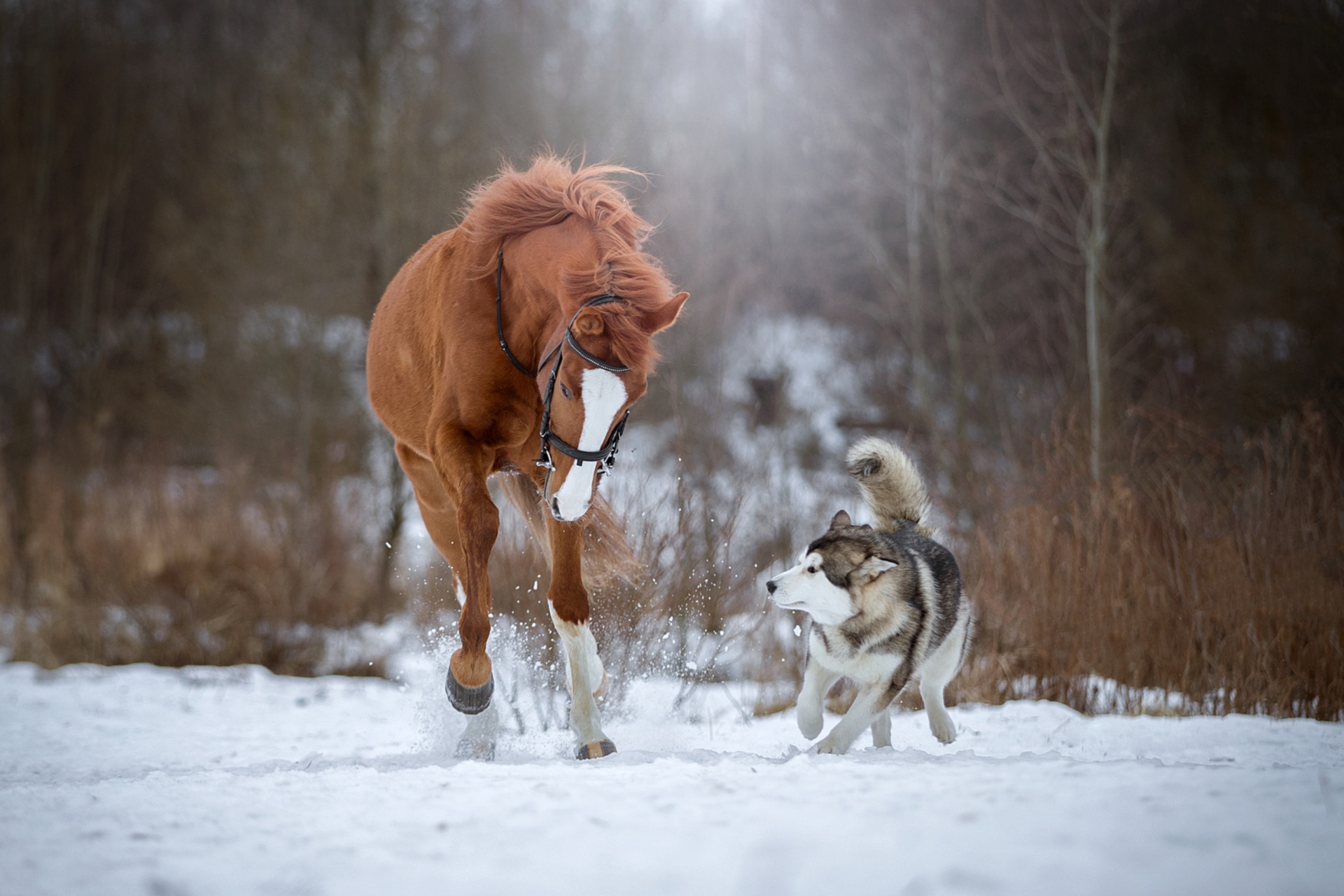 Download mobile wallpaper Winter, Snow, Dog, Animal, Horse, Husky, Depth Of Field for free.