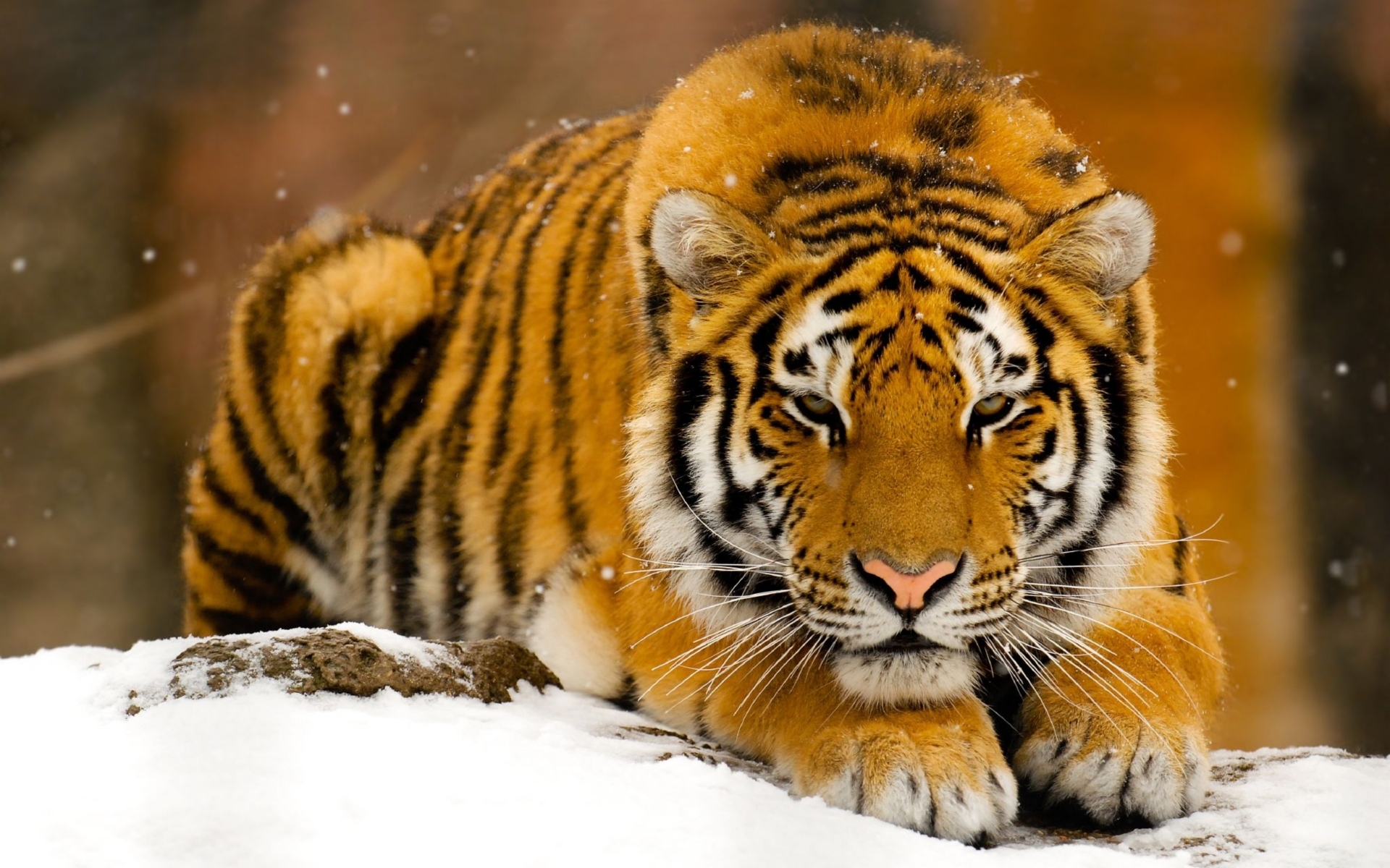 Скачать обои бесплатно Животные, Тигры, Зима картинка на рабочий стол ПК