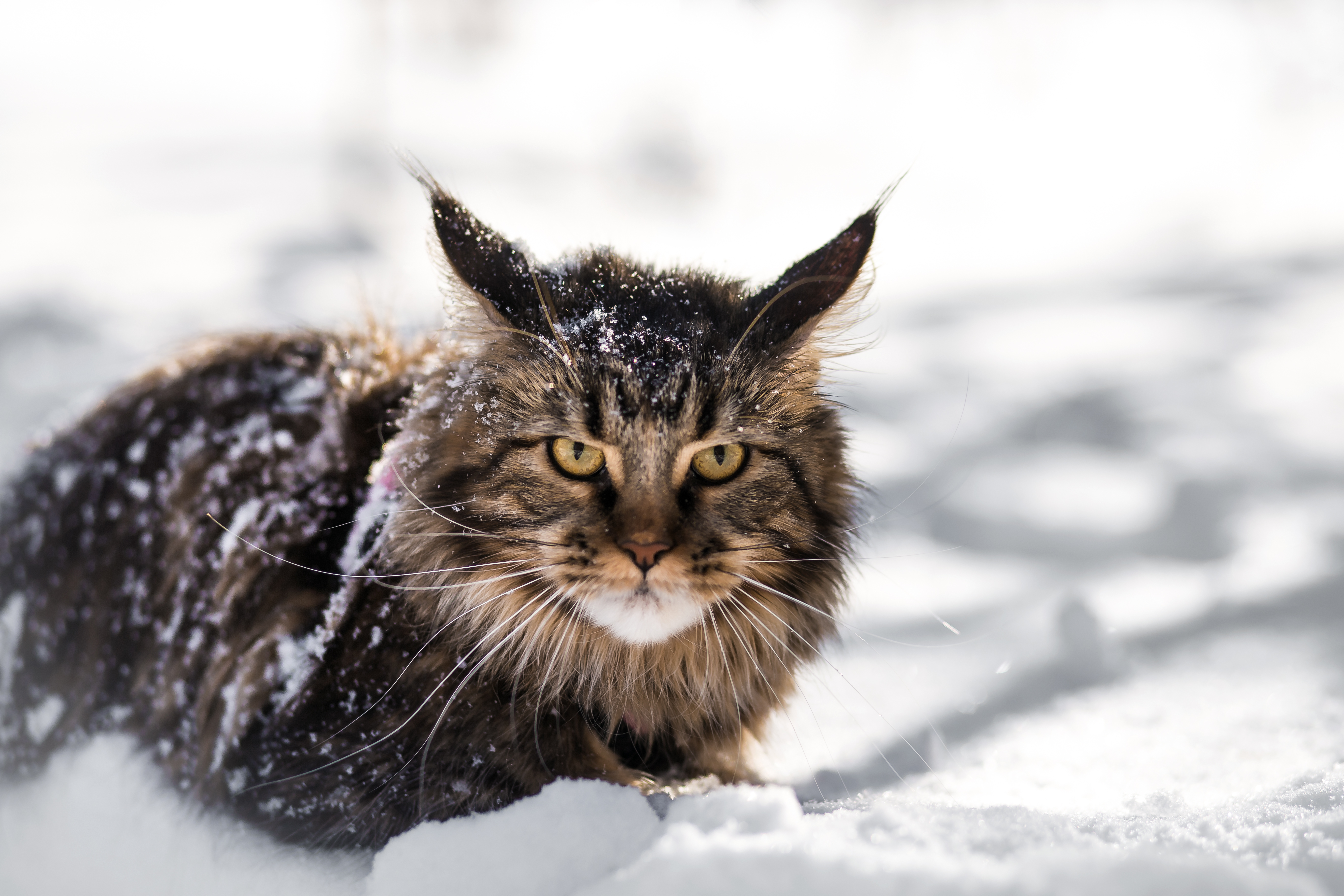 Laden Sie das Tiere, Winter, Katzen, Schnee, Katze, Starren-Bild kostenlos auf Ihren PC-Desktop herunter