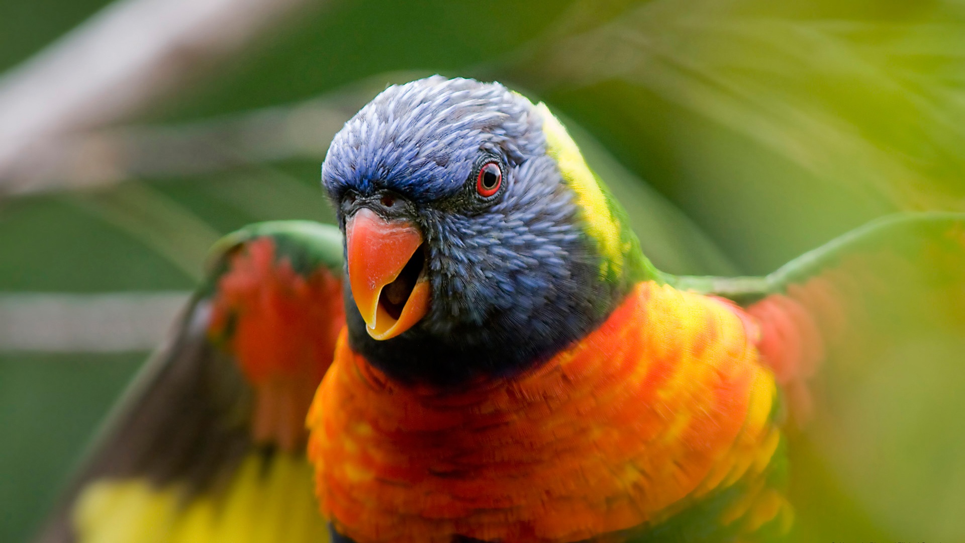 Baixe gratuitamente a imagem Animais, Aves, Papagaio, Lóris Molucanos na área de trabalho do seu PC