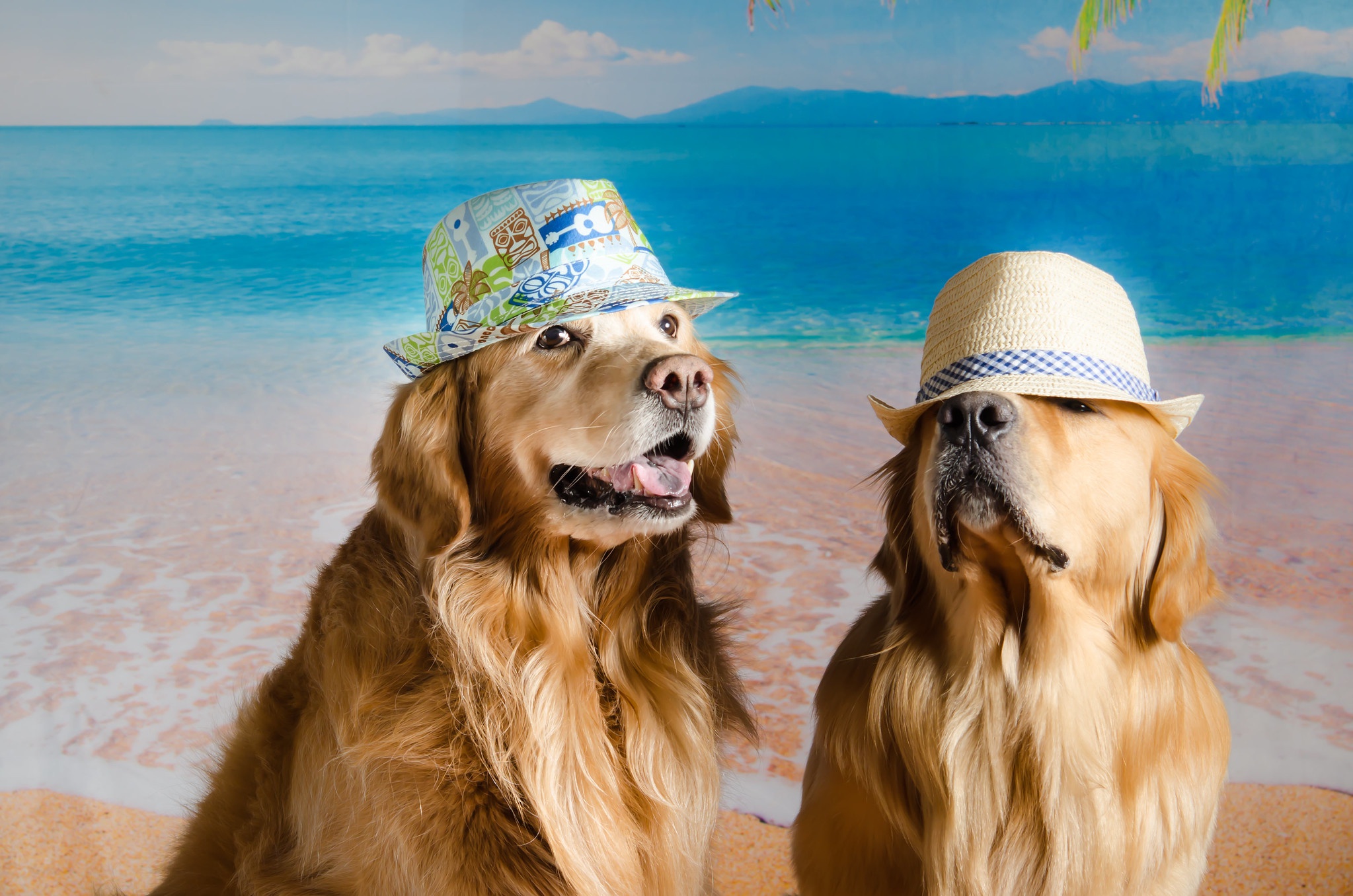 Laden Sie das Tiere, Hunde, Golden Retriever-Bild kostenlos auf Ihren PC-Desktop herunter