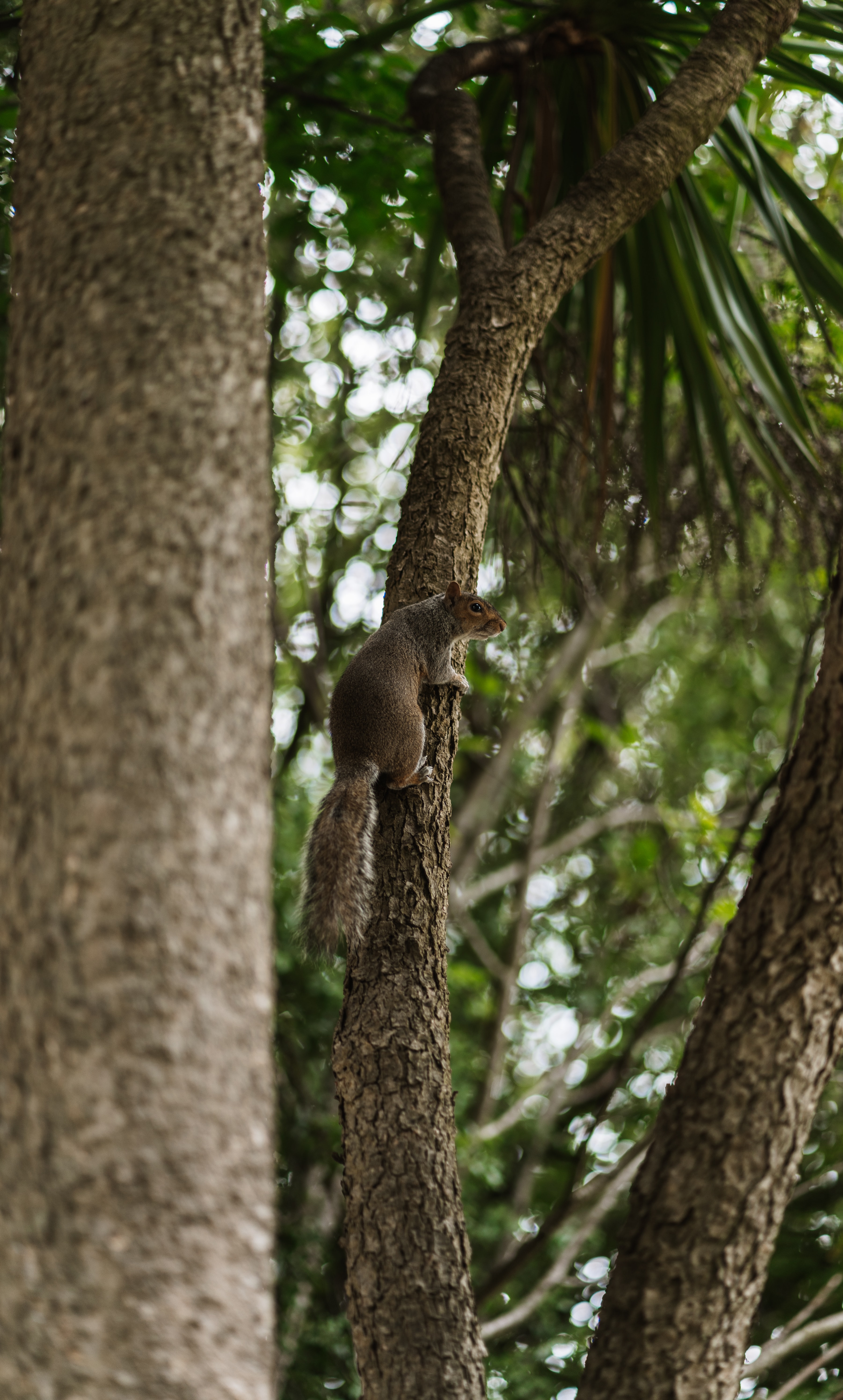 Free download wallpaper Squirrel, Wood, Tree, Flying Squirrel, Animals on your PC desktop