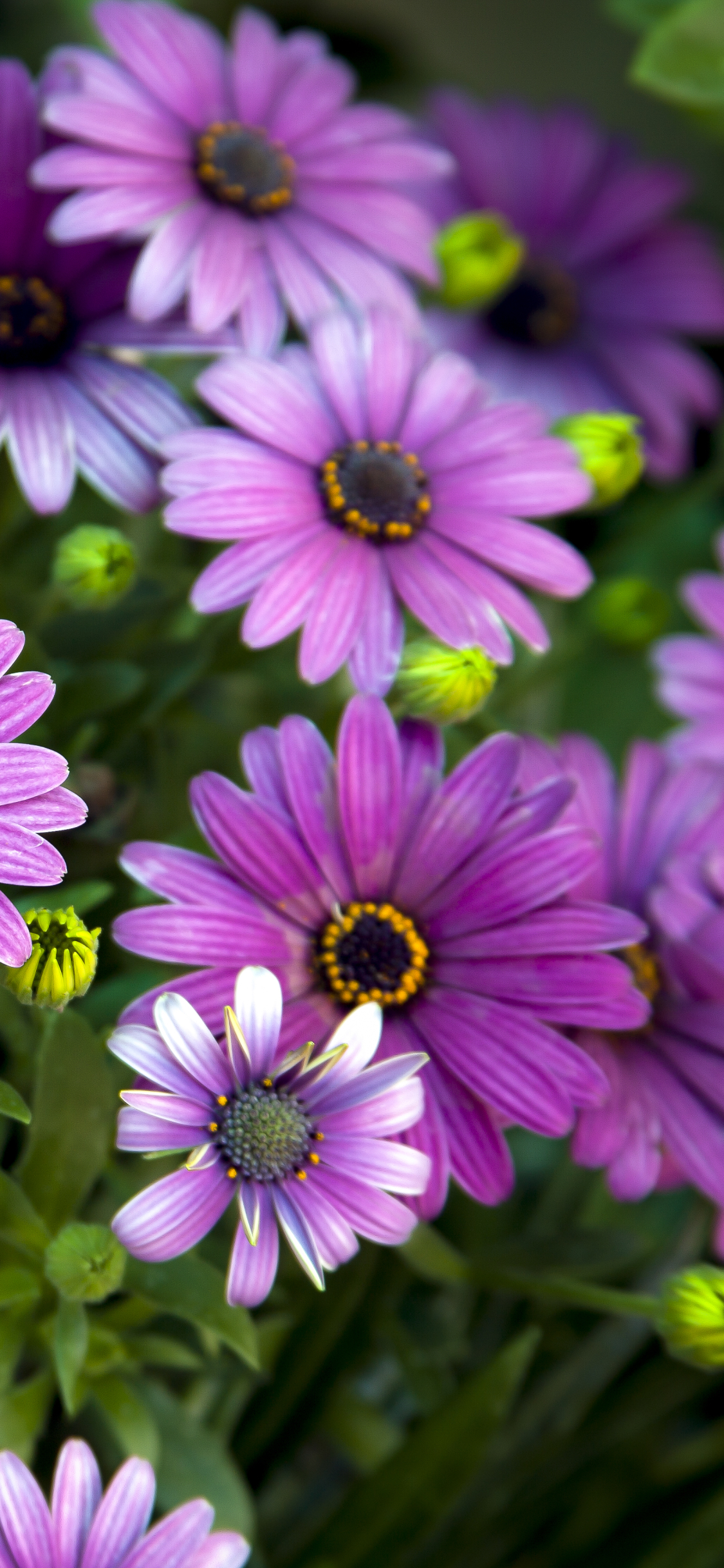 Download mobile wallpaper Flower, Earth, Daisy, African Daisy, Purple Flower for free.