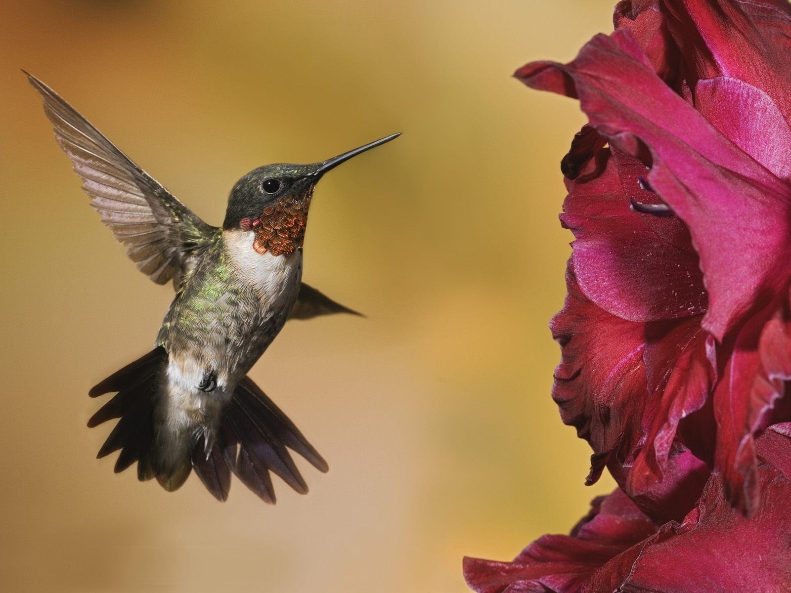 7181 descargar imagen animales, birds, colibríes, amarillo: fondos de pantalla y protectores de pantalla gratis