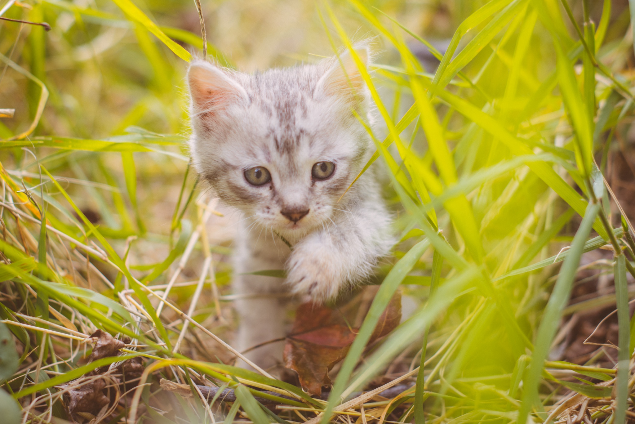Download mobile wallpaper Cats, Grass, Cat, Kitten, Animal, Baby Animal for free.