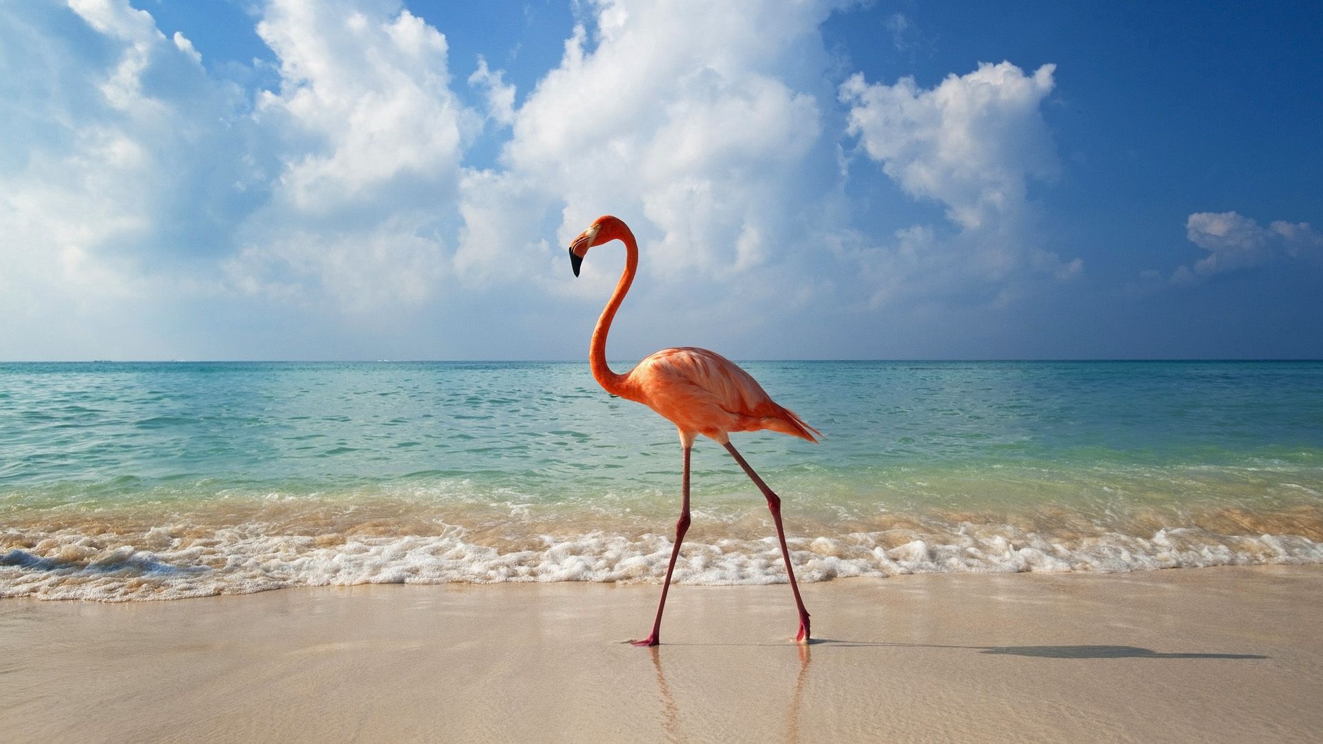 flamingo, bird, animals, sea, shore, bank