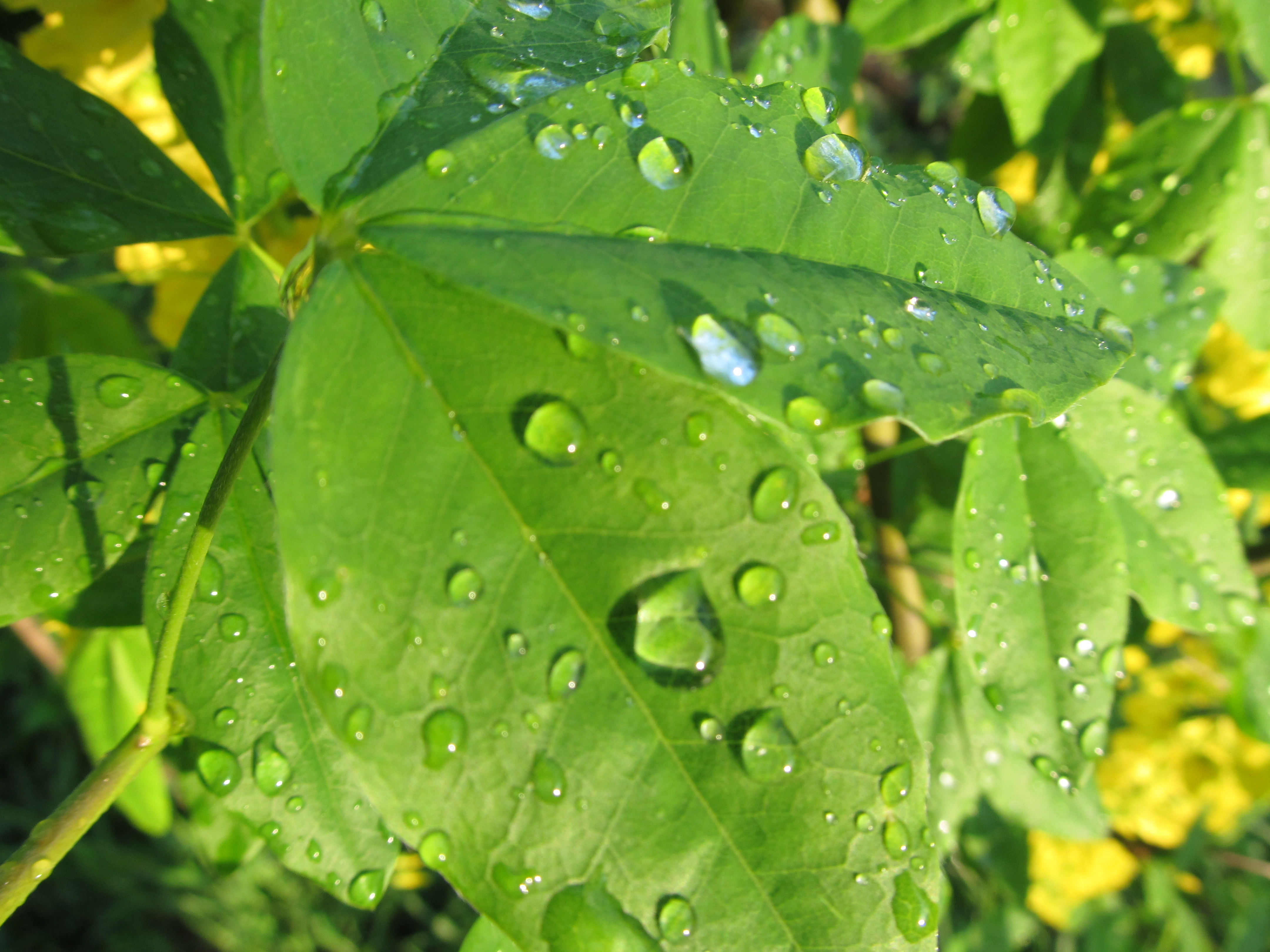 Téléchargez gratuitement l'image Feuille, La Nature, Terre/nature, Goutte D'eau sur le bureau de votre PC