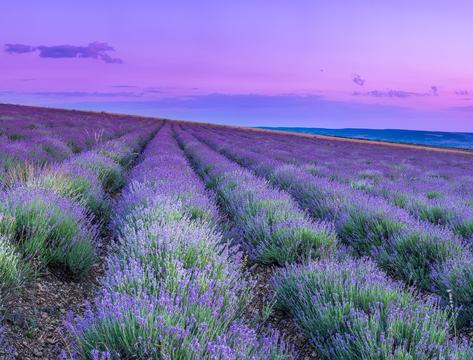 Laden Sie das Landschaft, Natur, Blumen, Feld, Lavendel, Lila Blume, Erde/natur-Bild kostenlos auf Ihren PC-Desktop herunter