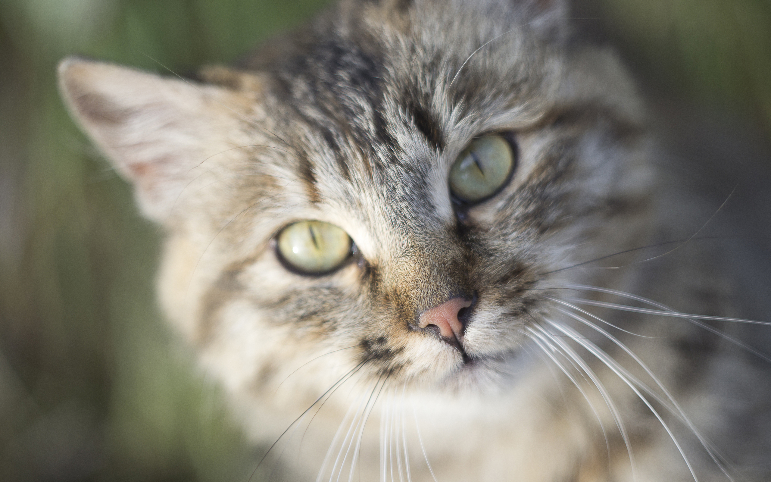 Baixar papel de parede para celular de Animais, Gatos, Gato gratuito.