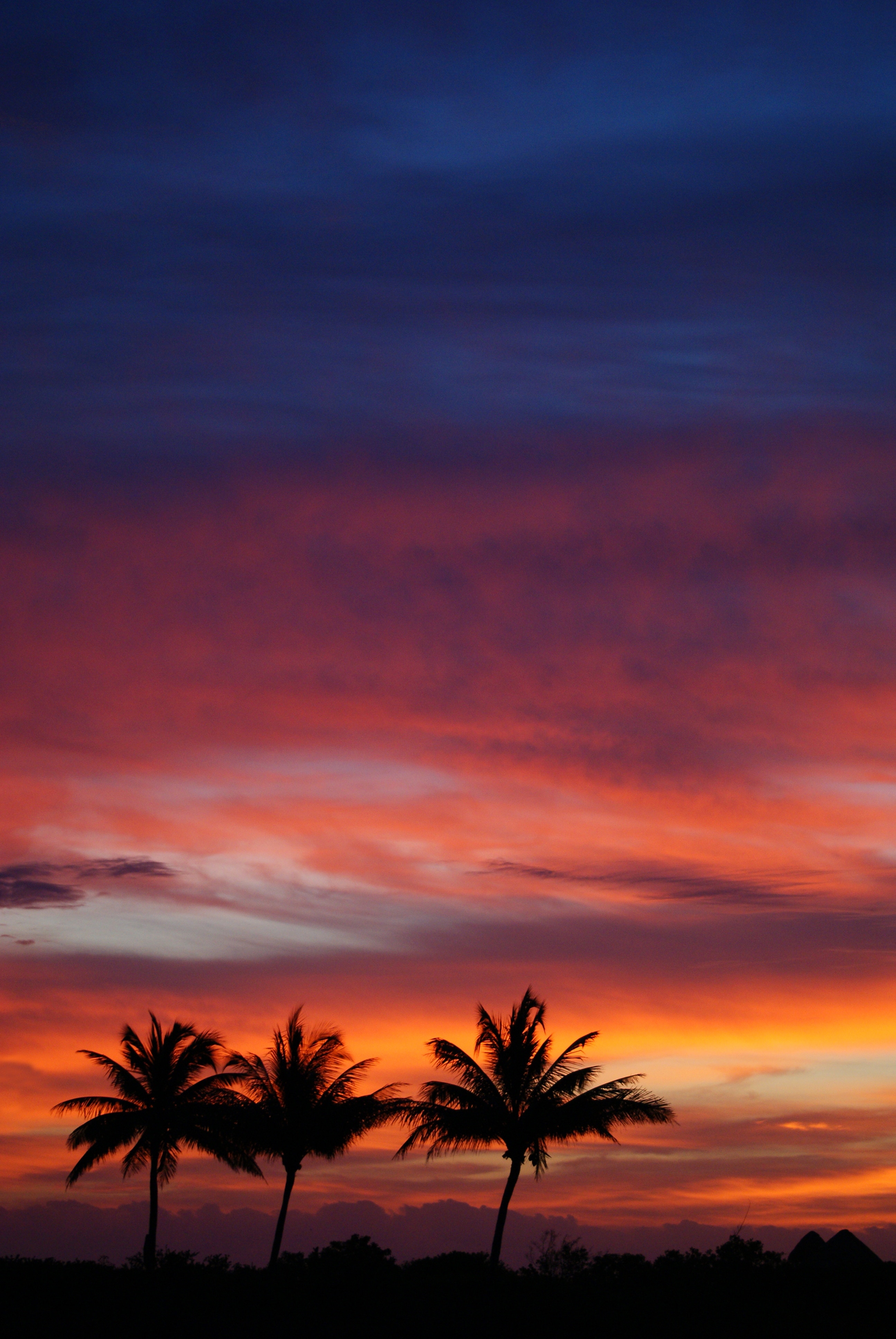 nature, sunset, sky, clouds, palms, silhouettes, tropics