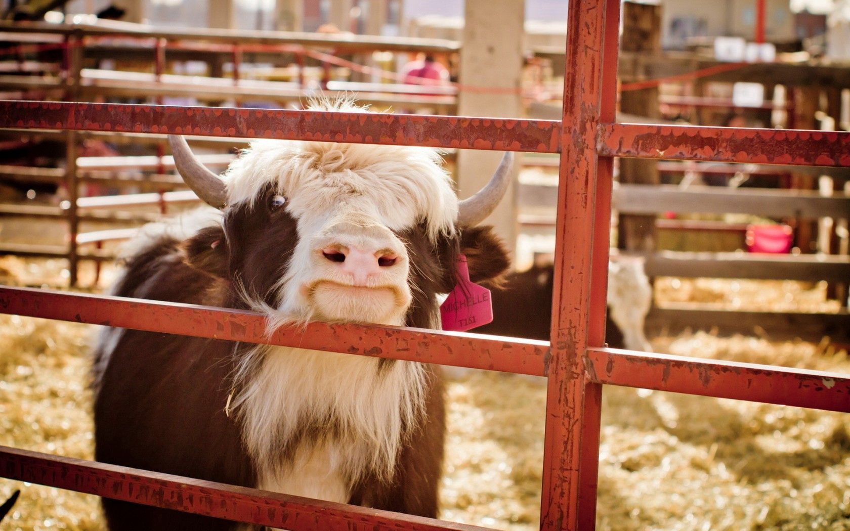 PCデスクトップに動物, 牛, ファーム, 農場, 背景画像を無料でダウンロード