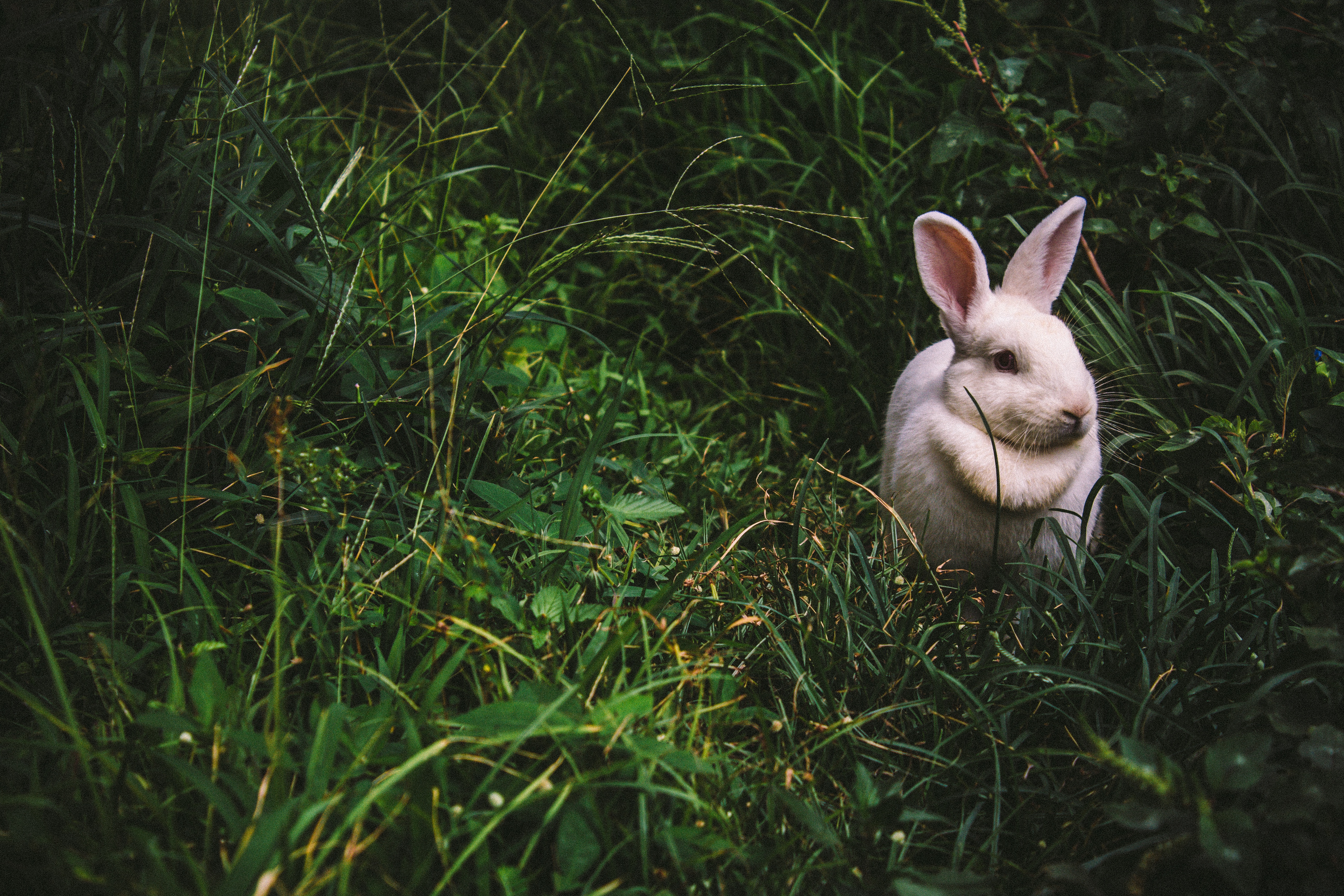 92674 скачать картинку заяц, кролик, животные, трава - обои и заставки бесплатно