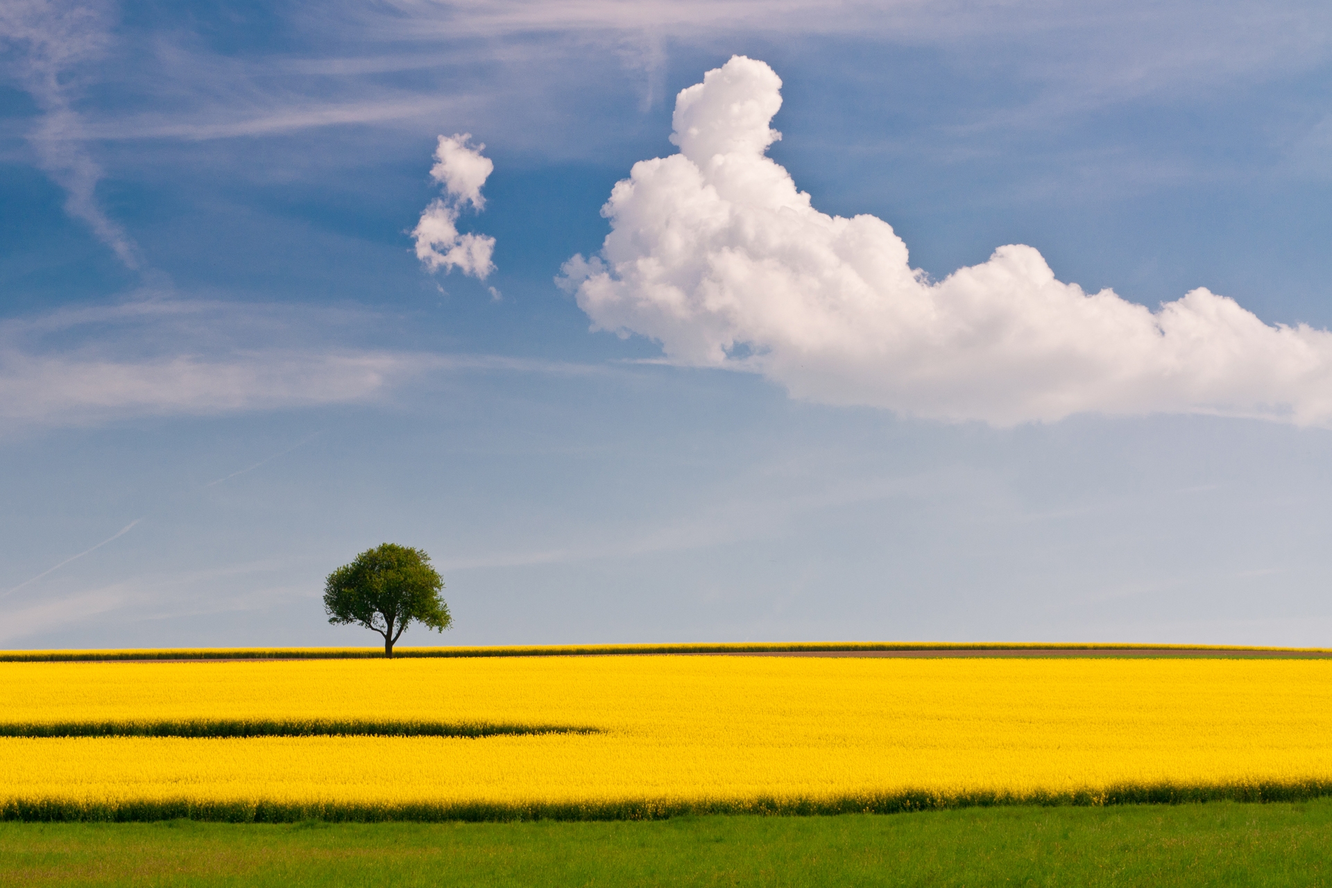 138807 скачать обои желтый, простота, поле, зеленый, природа, небо, дерево, облако, одинокое - заставки и картинки бесплатно