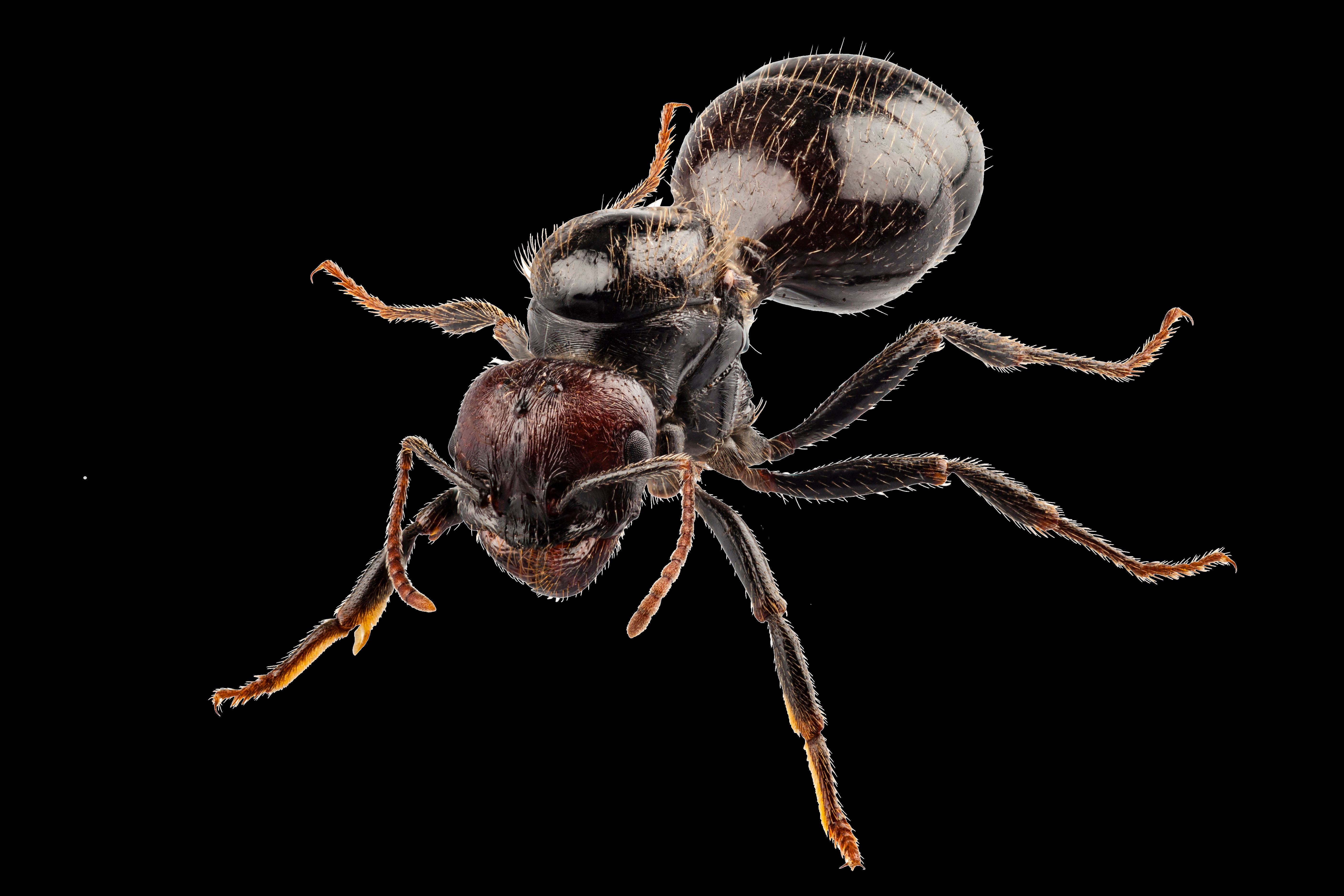 Download mobile wallpaper Animal, Ant for free.