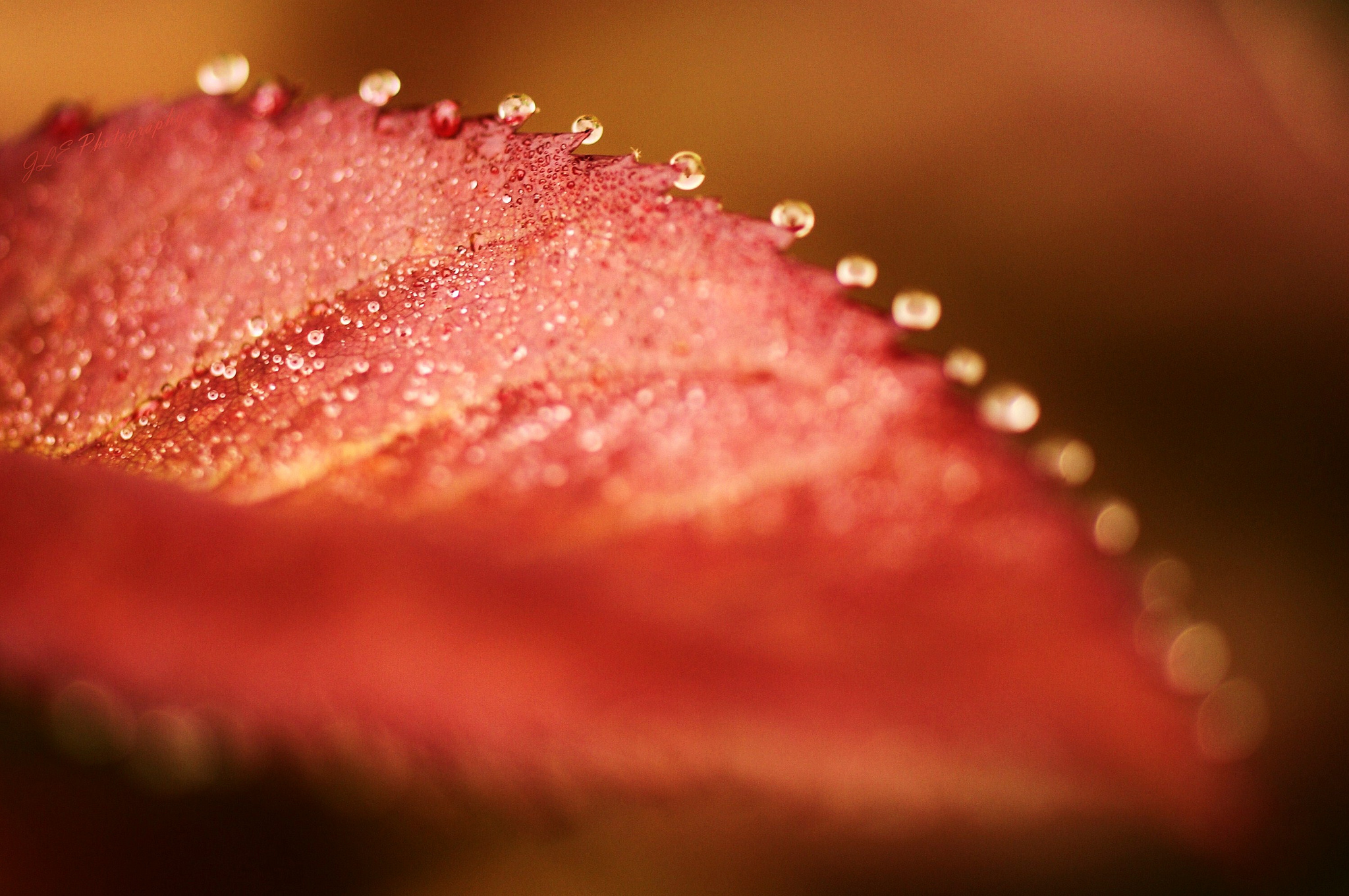 Free download wallpaper Blur, Leaf, Earth, Water Drop on your PC desktop