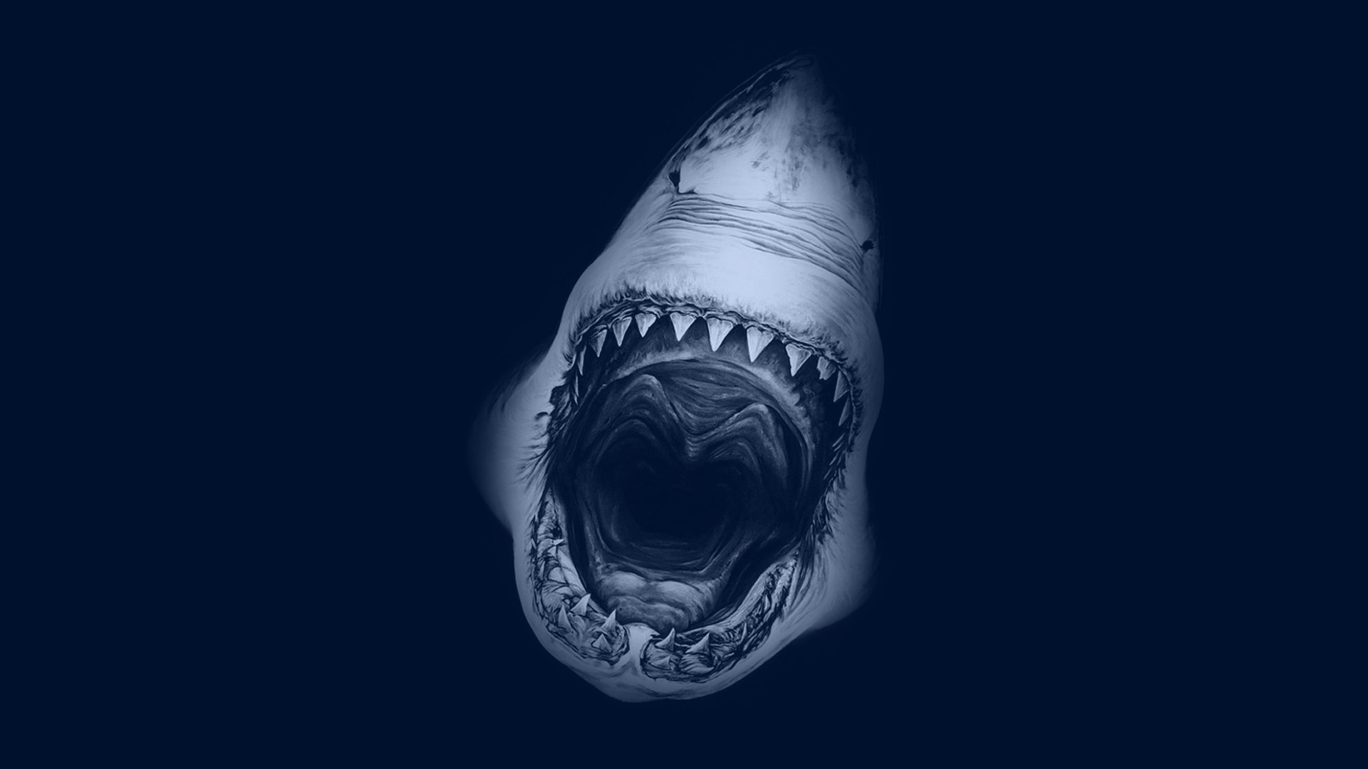 282433 descargar imagen animales, tiburón, tiburones: fondos de pantalla y protectores de pantalla gratis
