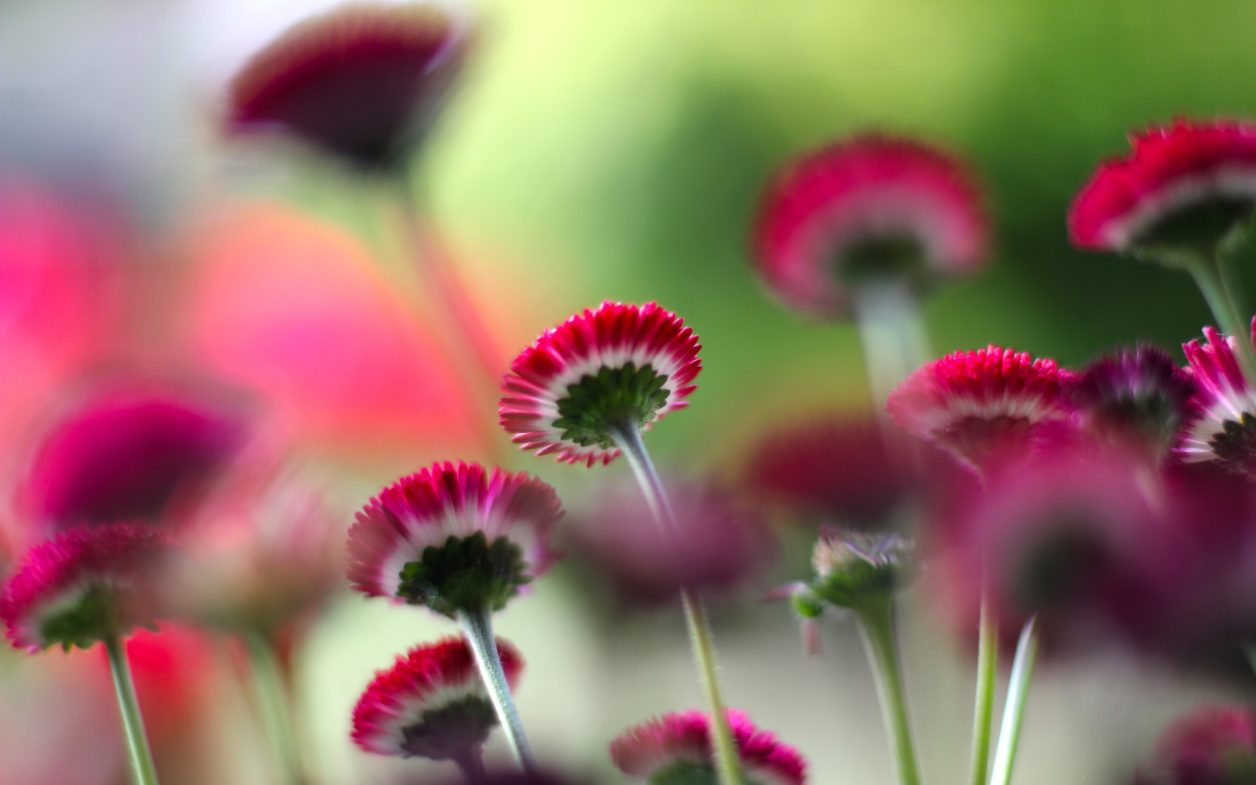 Téléchargez gratuitement l'image Fleurs, Fleur, Terre/nature sur le bureau de votre PC