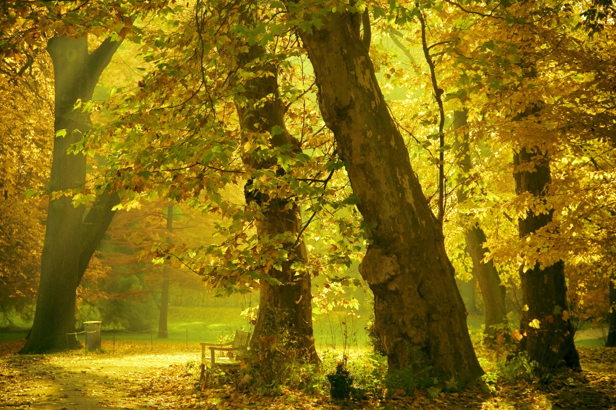 Free download wallpaper Forest, Fall, Earth on your PC desktop