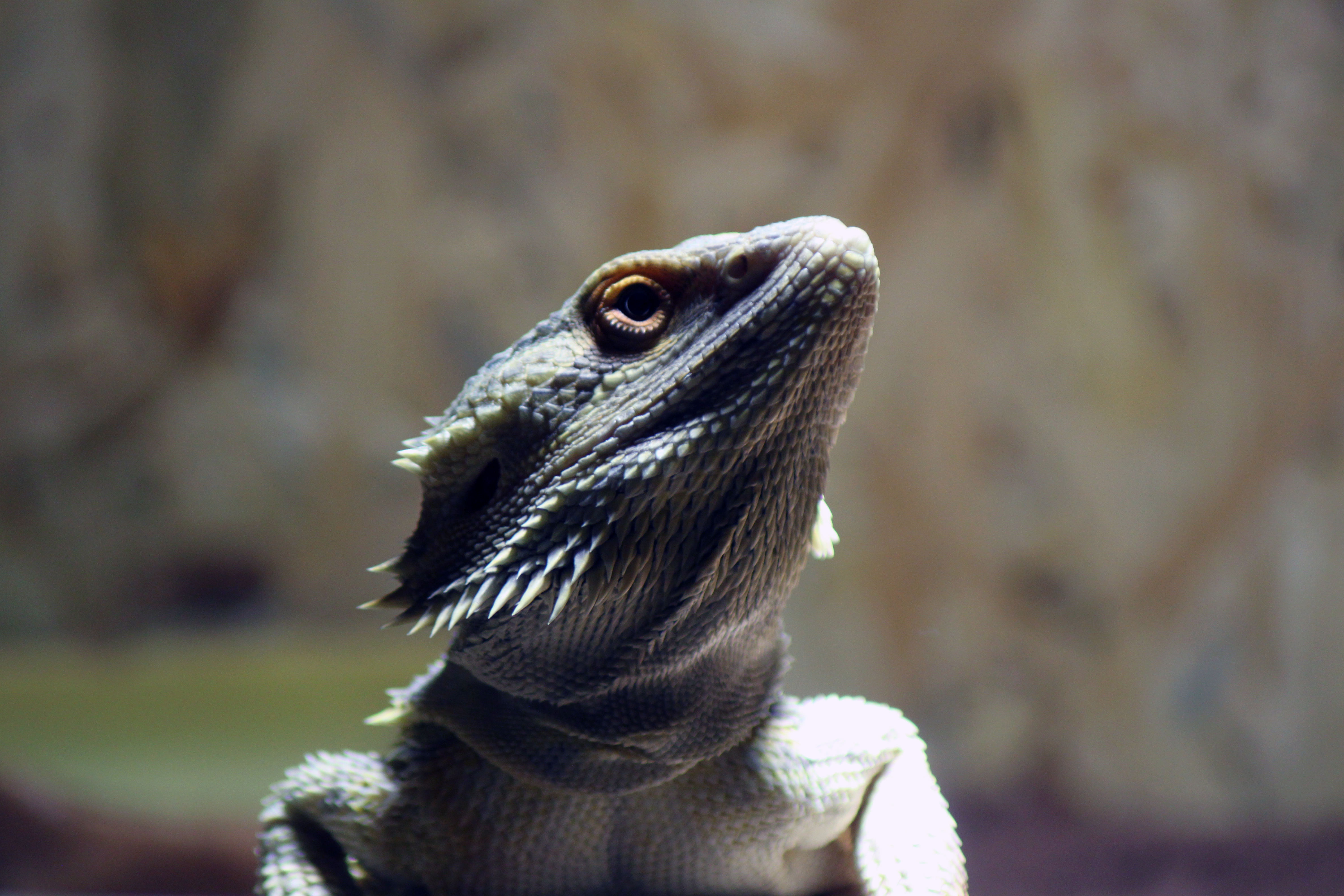393721 descargar imagen animales, dragon barbudo, lagarto, reptiles: fondos de pantalla y protectores de pantalla gratis