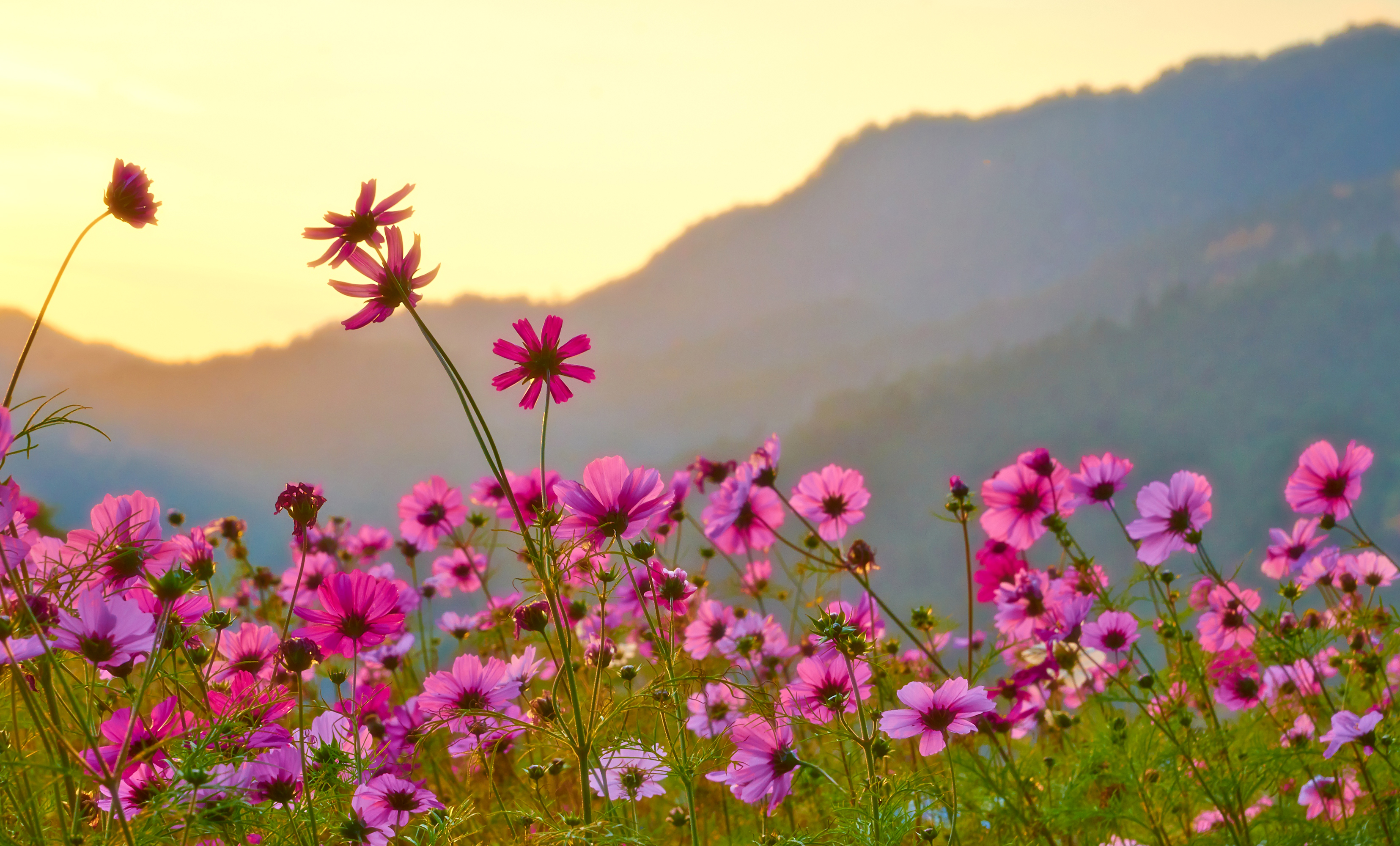 Téléchargez gratuitement l'image Fleurs, Fleur, Cosmos, Terre/nature, Fleur Rose sur le bureau de votre PC