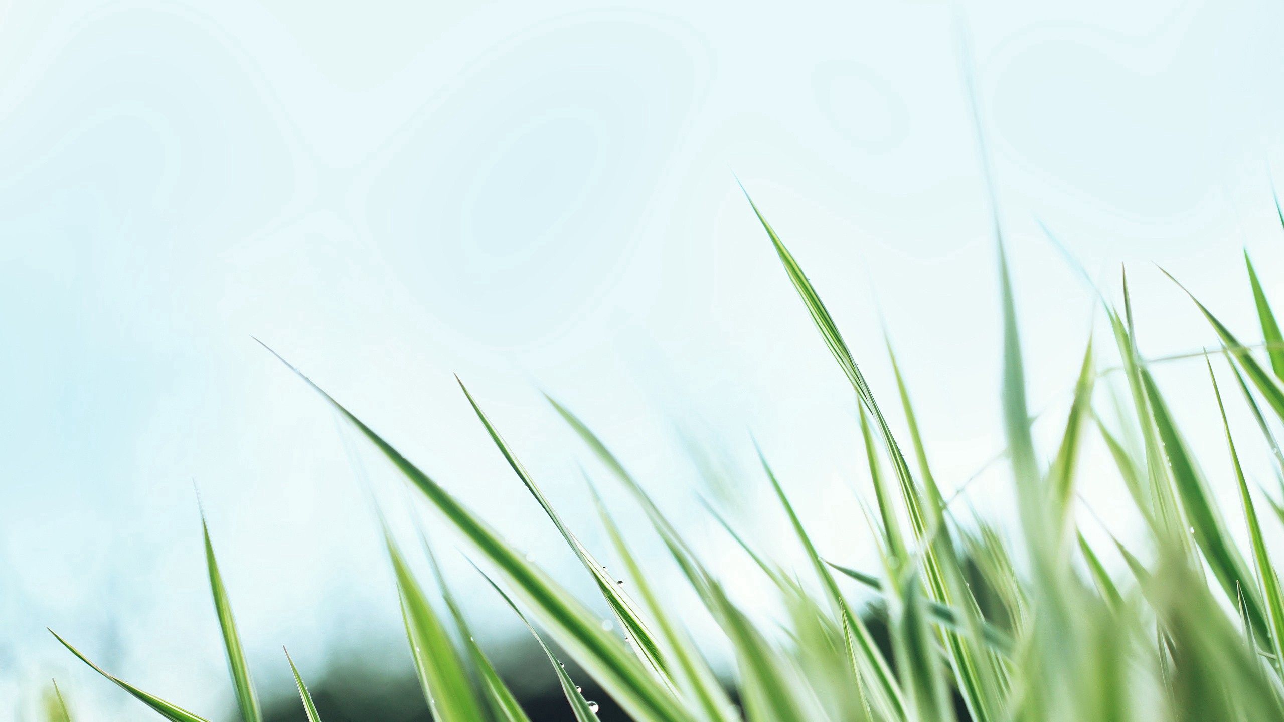 Free download wallpaper Grass, Sky, Macro, Background on your PC desktop