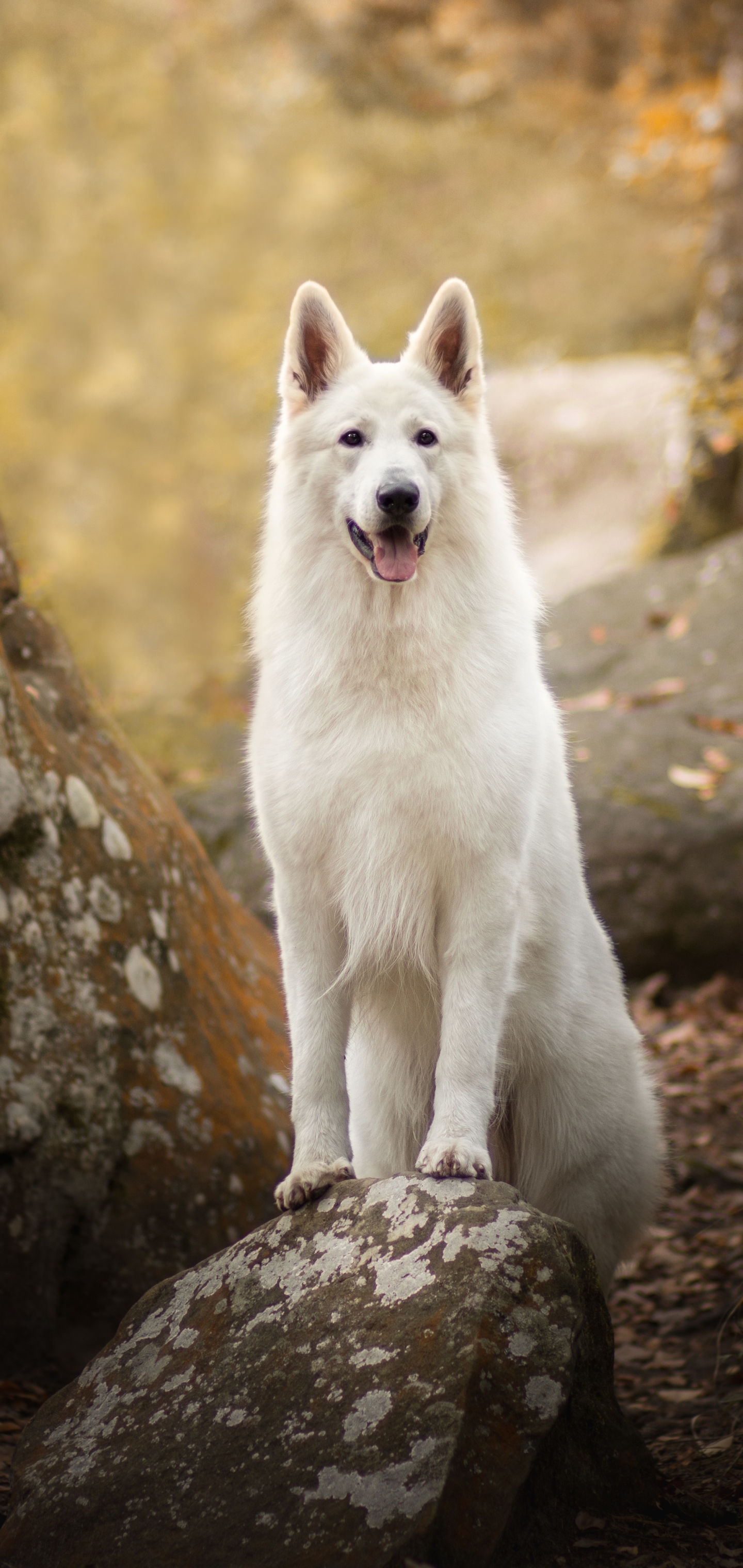 Laden Sie das Tiere, Hunde, Hund, Tiefenschärfe, Weißer Schäferhund-Bild kostenlos auf Ihren PC-Desktop herunter